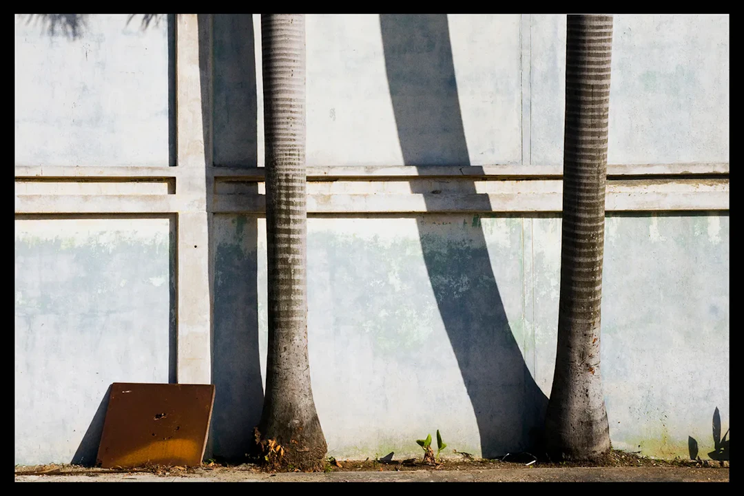 Andrea Morucchio ”La Habana palms”