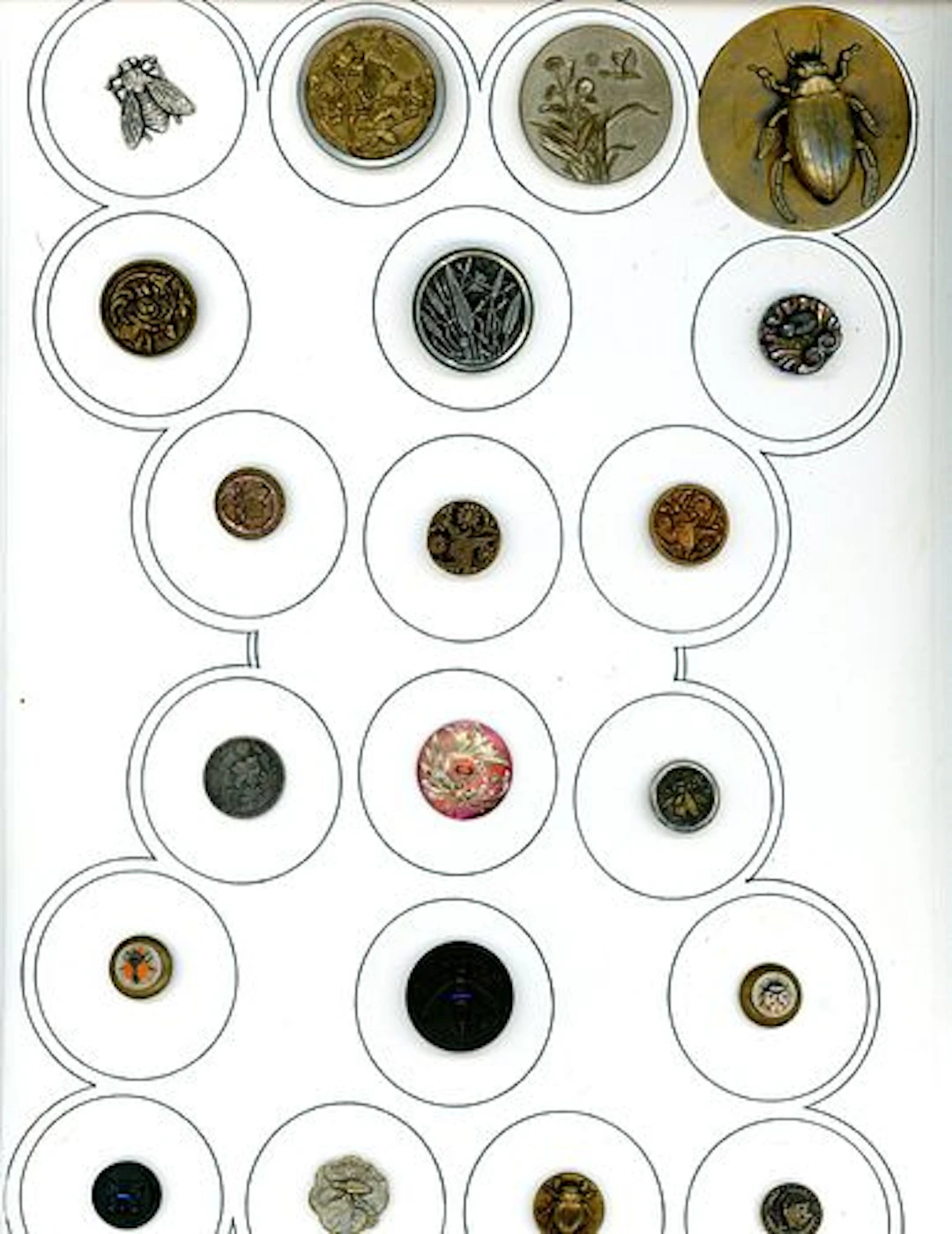 A CARD OF DIVISION ONE AND THREE INSECT BUTTONS