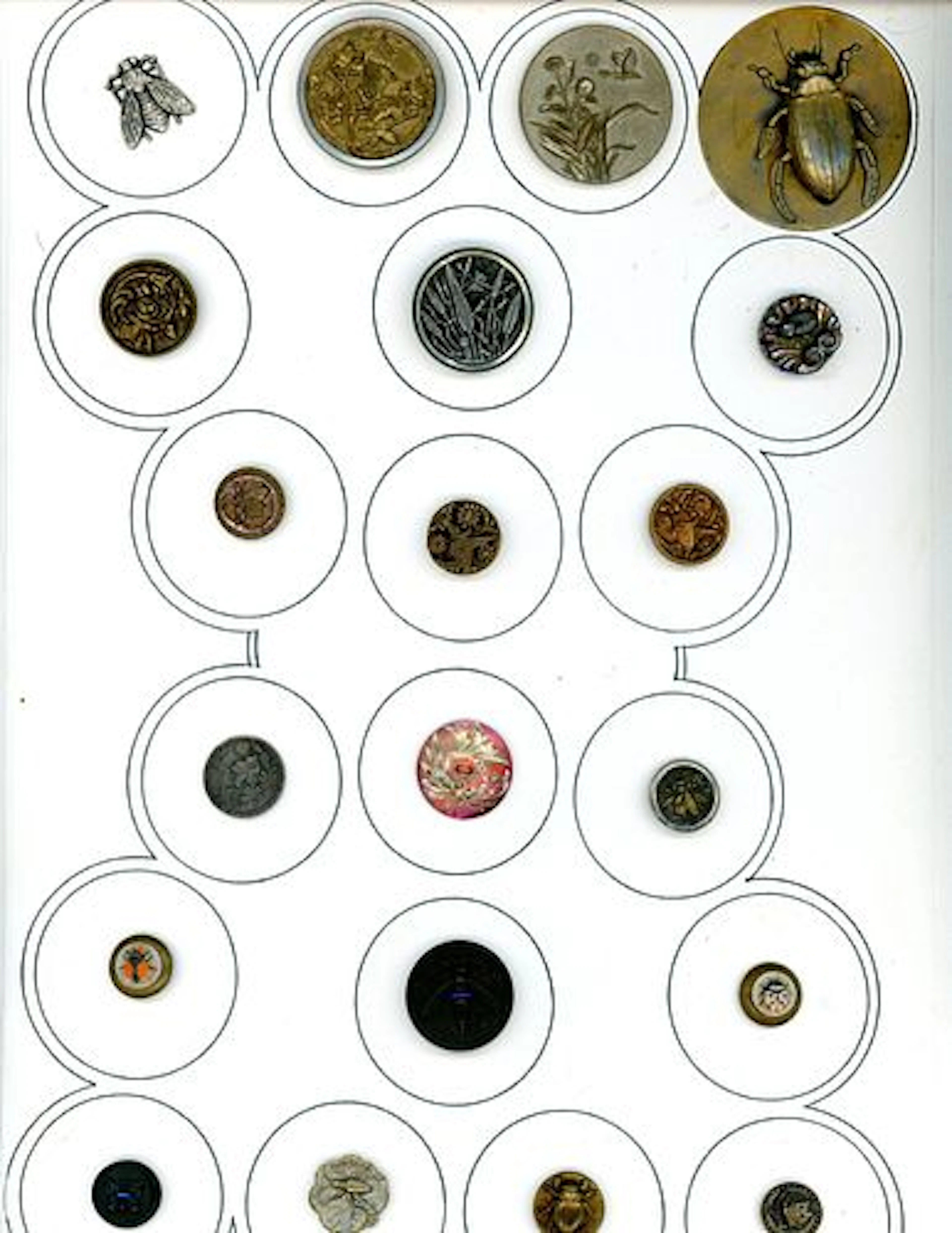 A CARD OF DIVISION ONE AND THREE INSECT BUTTONS