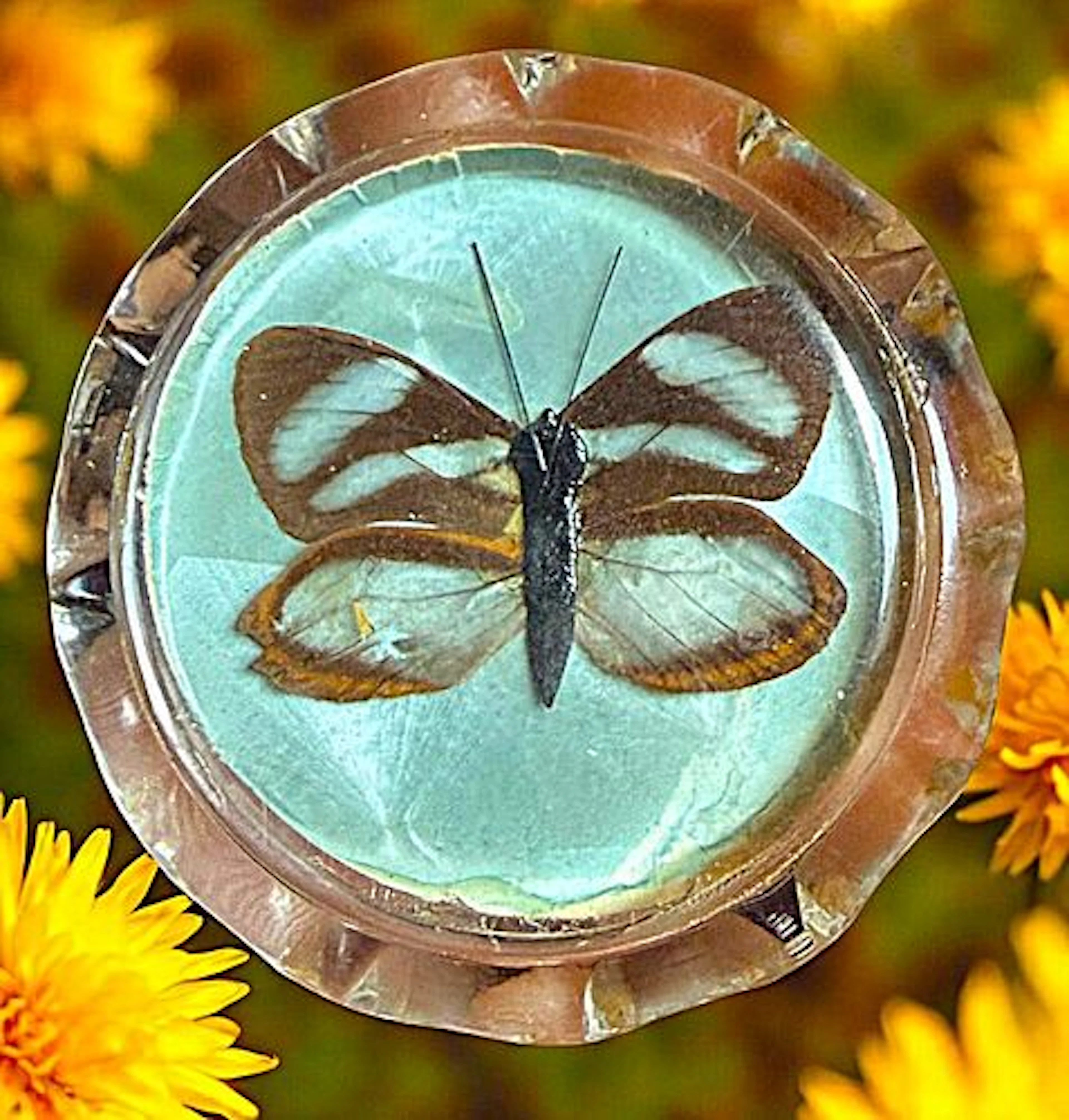 A DIVISION THREE PICTORIAL LUCITE BUTTON