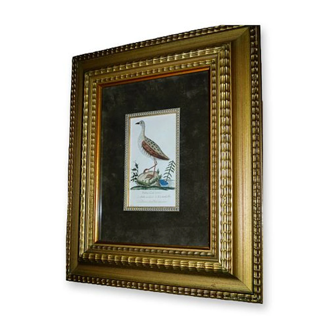 D. Bauch Rallus Crex Linn, Water Bird Crane, Original Watercolor