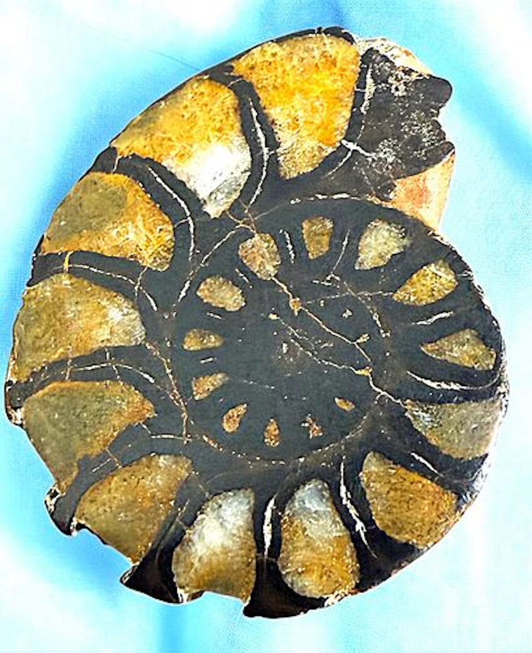 A DIVISION THREE "GEMSTONE" AMMONITE