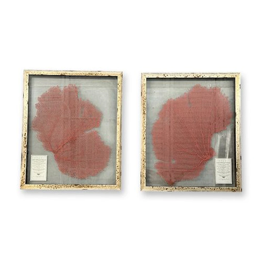 2pc Karen Robertson Assortment Natural History Sea Fan Specimen Shadowboxes