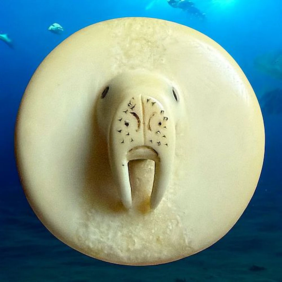 A DIVISION ONE HIGH RELIEF WALRUS BUTTON