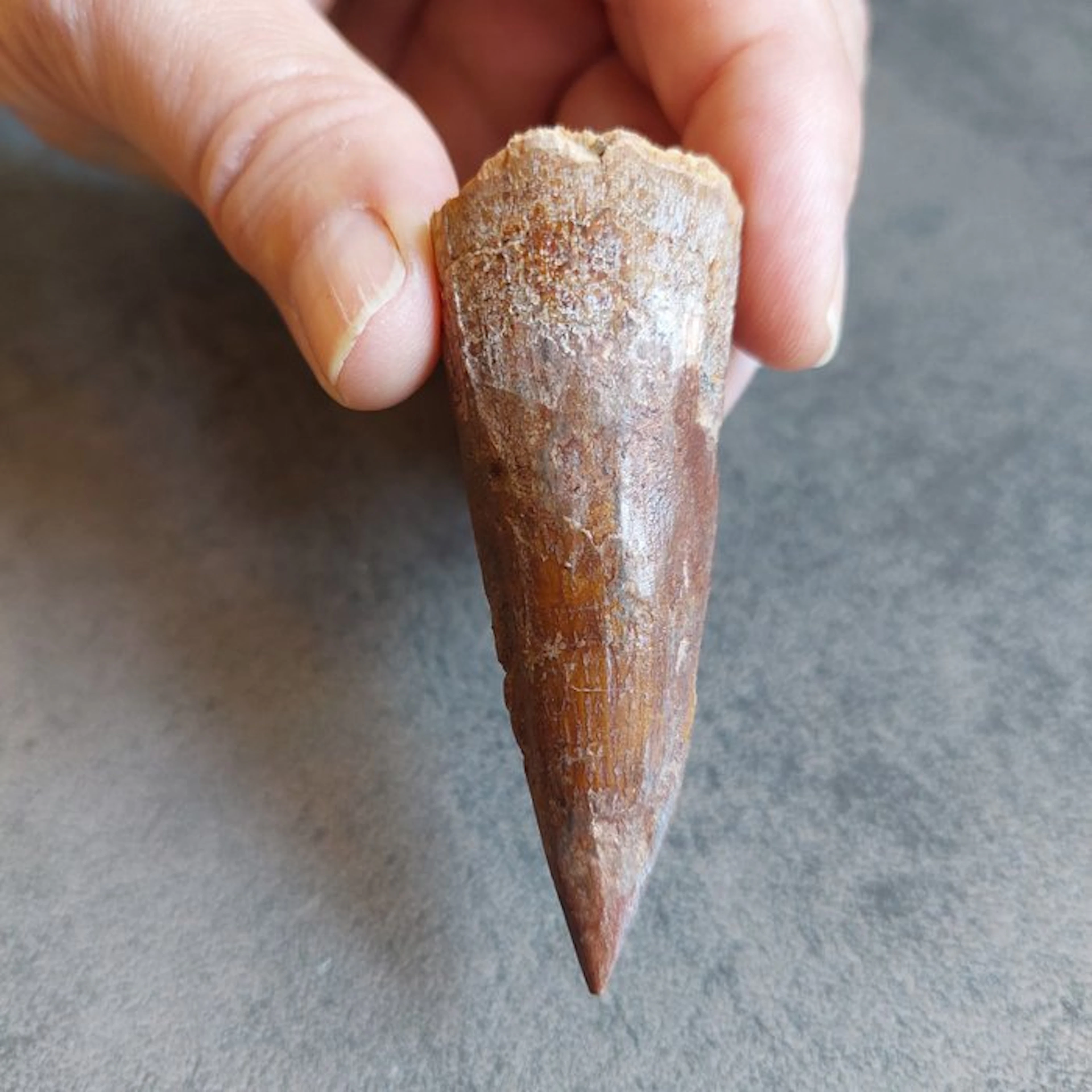 Dinosaur - Fossil tooth - Spinosaurus aegyptiacus - 68 mm - 25 mm