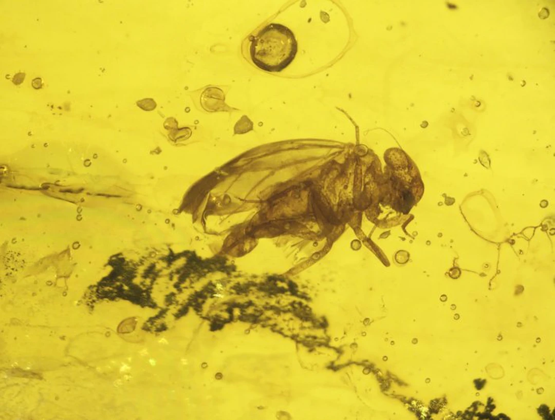Burmese amber - Amber - Burmese Amber with Well-Preserved...