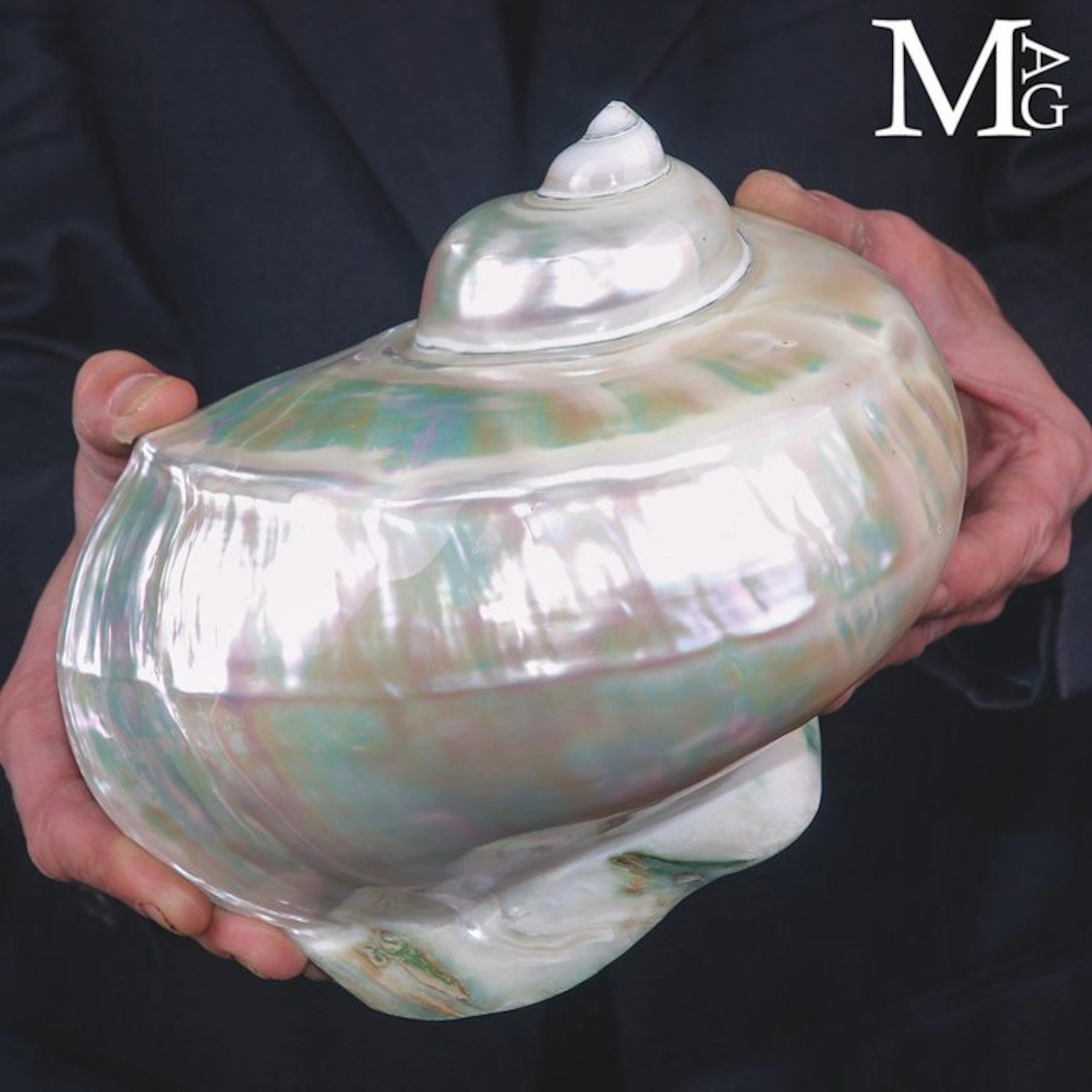 Extra Large Iridescent Mother-of-Pearl Turban Shell...