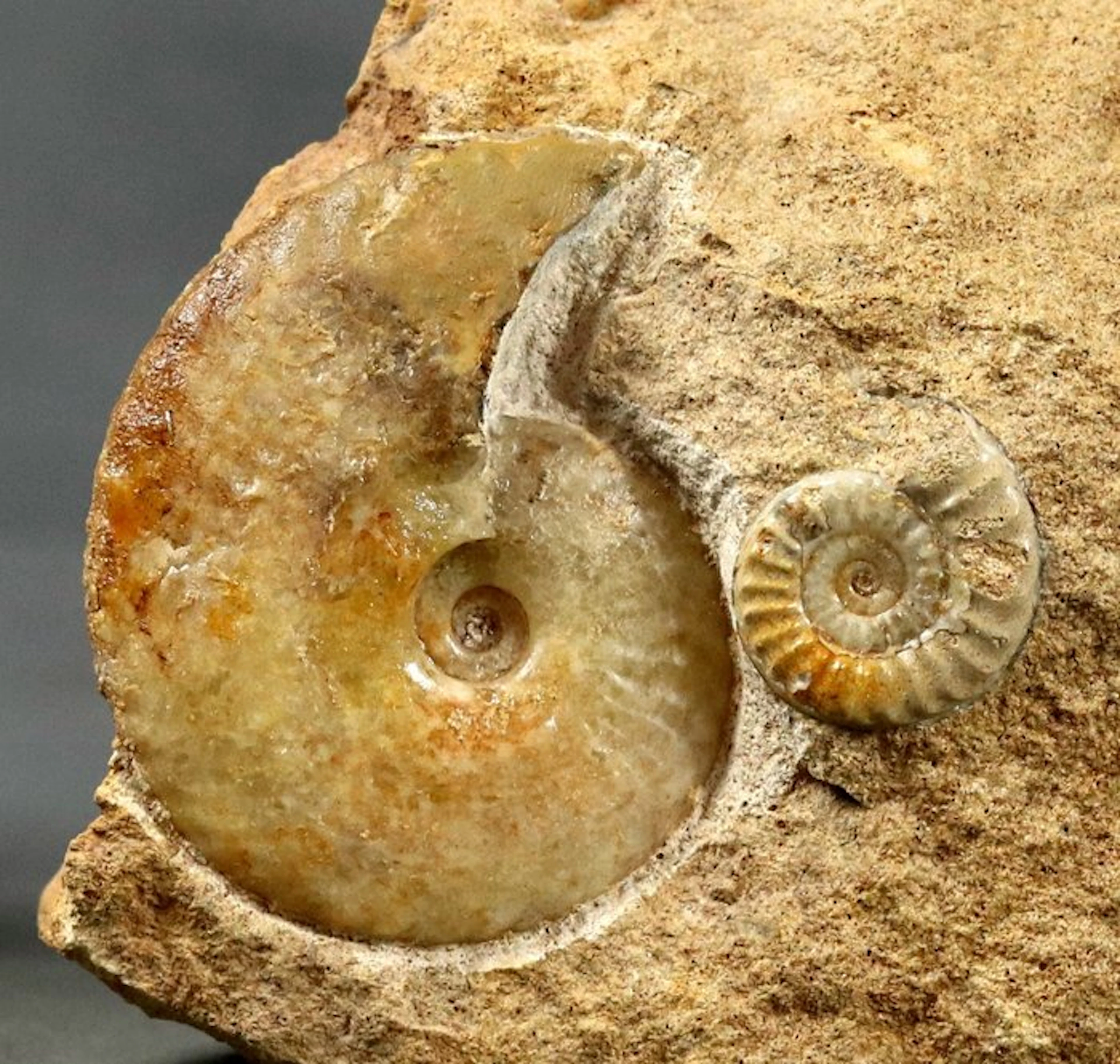 Fine calcite ammonite cluster - On self standing stone...