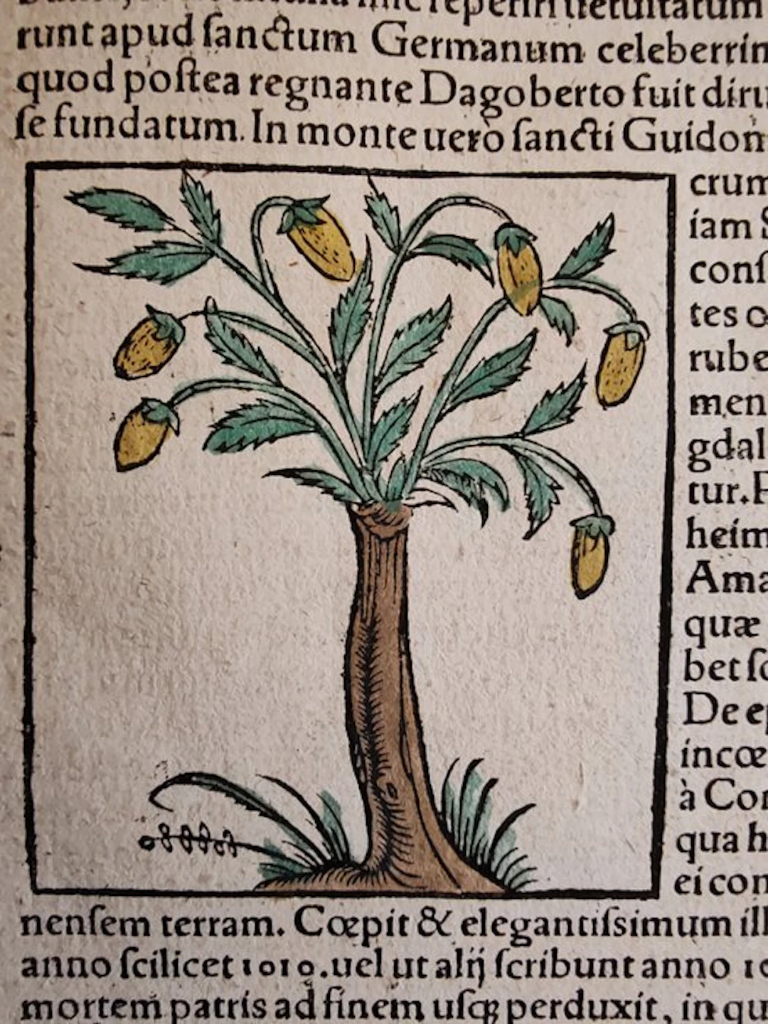Sebastian Münster (1489–1552) - Cosmographia Universalis - Mandorlo / Seltz