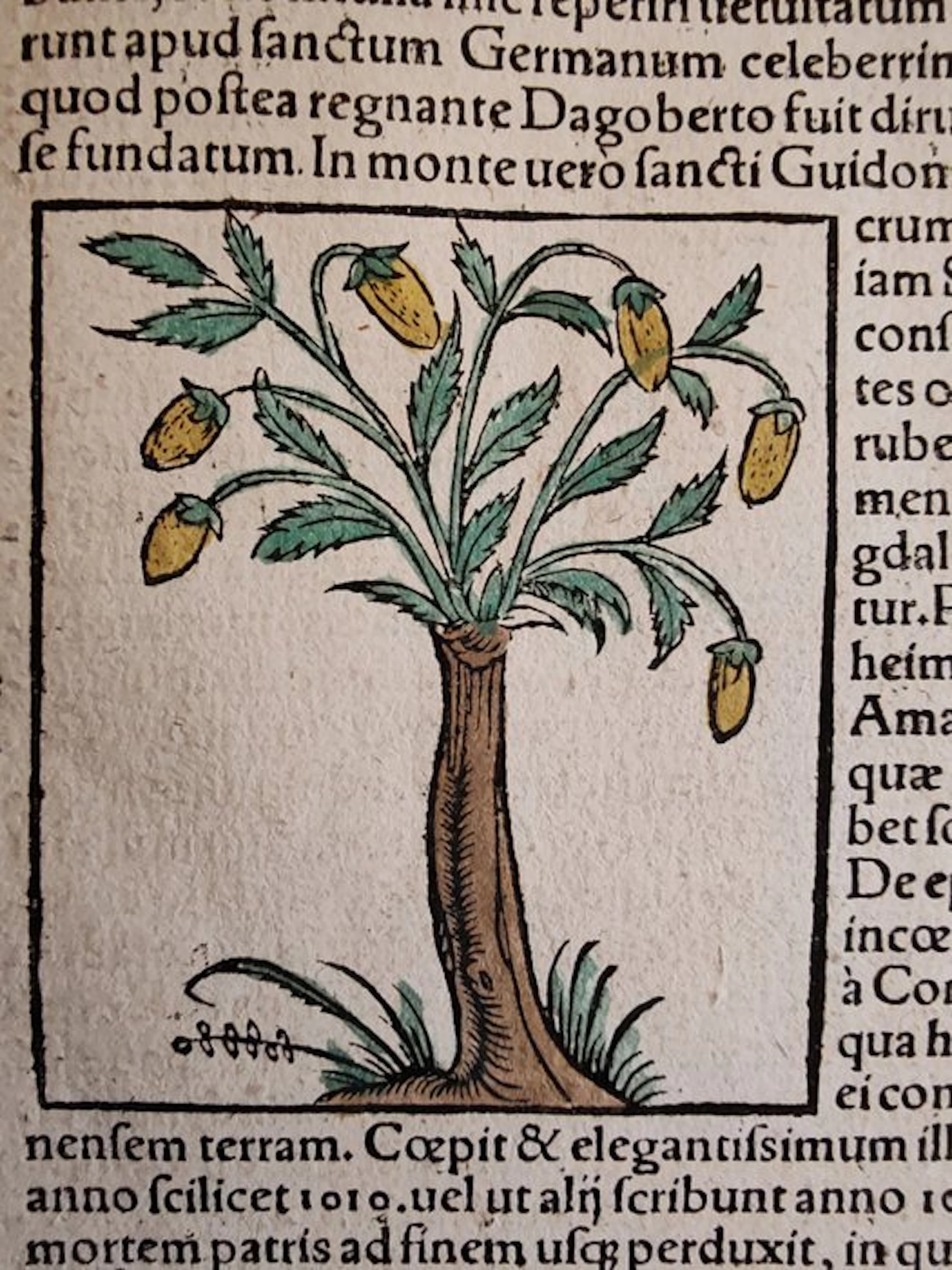 Sebastian Münster (1489–1552) - Cosmographia Universalis - Mandorlo / Seltz