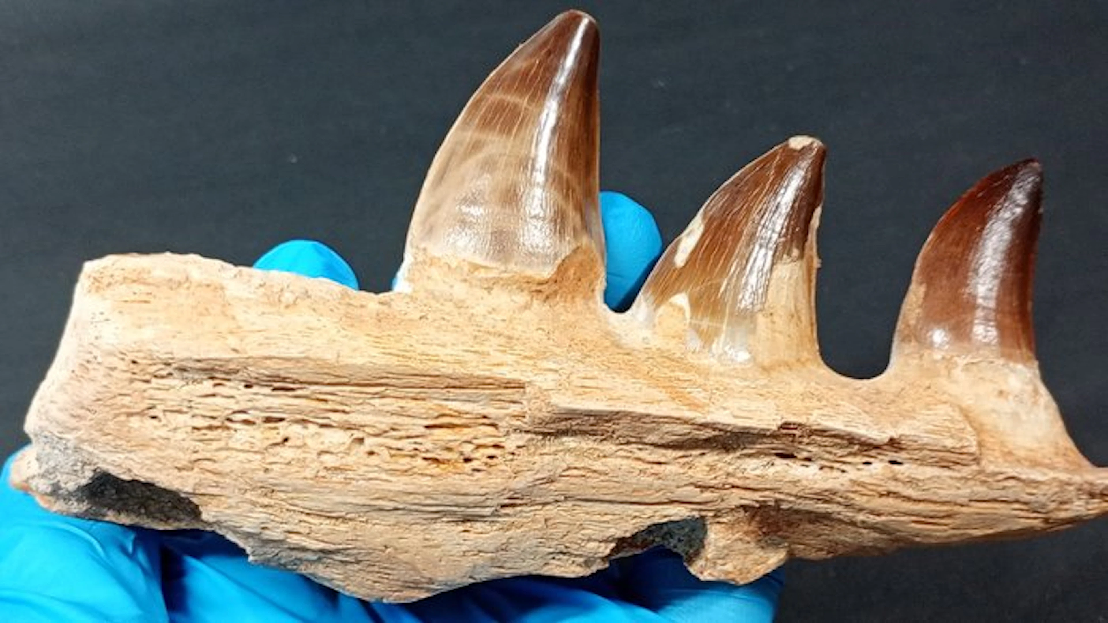 Mosasaur - Fossilised jaw - Eremiasaurus Heterodontus...