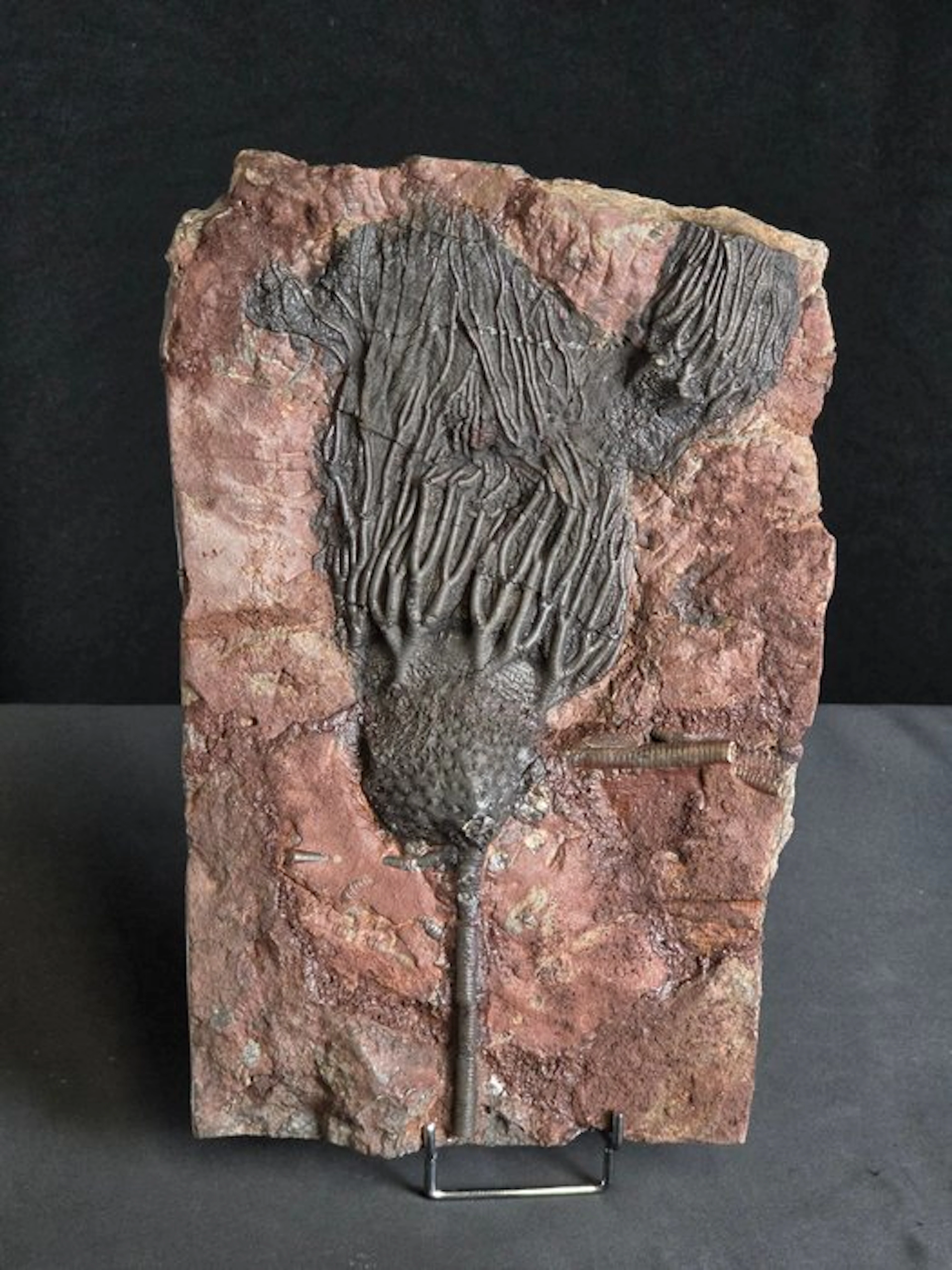 Crinoid - Fossilised animal