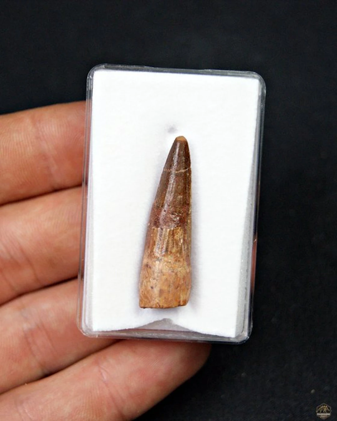 Spinosaur - Fossil tooth - Spinosaurus aegyptiacus (No reserve price)