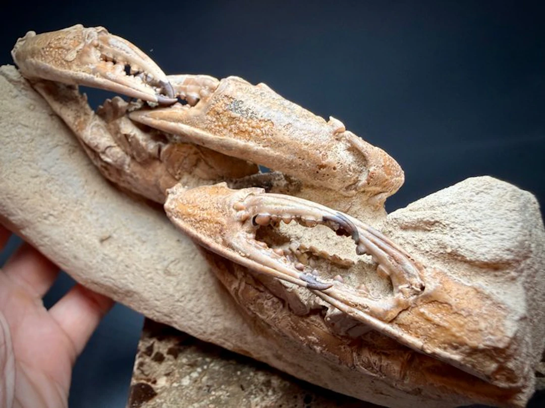 Exceptional Association of Two Fossil Crabs with Spiny...