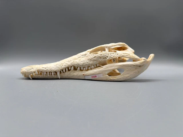 Nile Crocodile Skull - Crocodylus niloticus - 8 cm - 13...