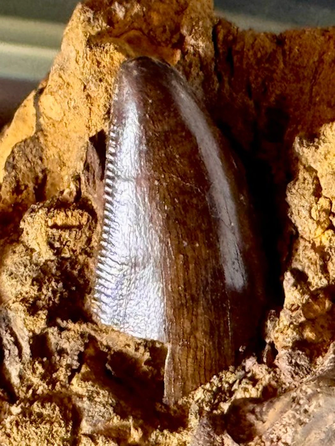 Tyrannosaurus rex fossil tooth