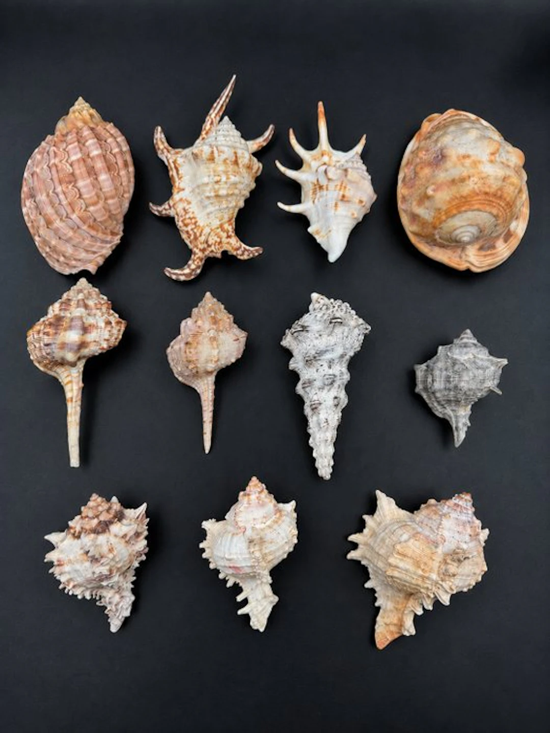 Shell Sea shell - Gastropoda (classe des gastéropodes) (No reserve price)