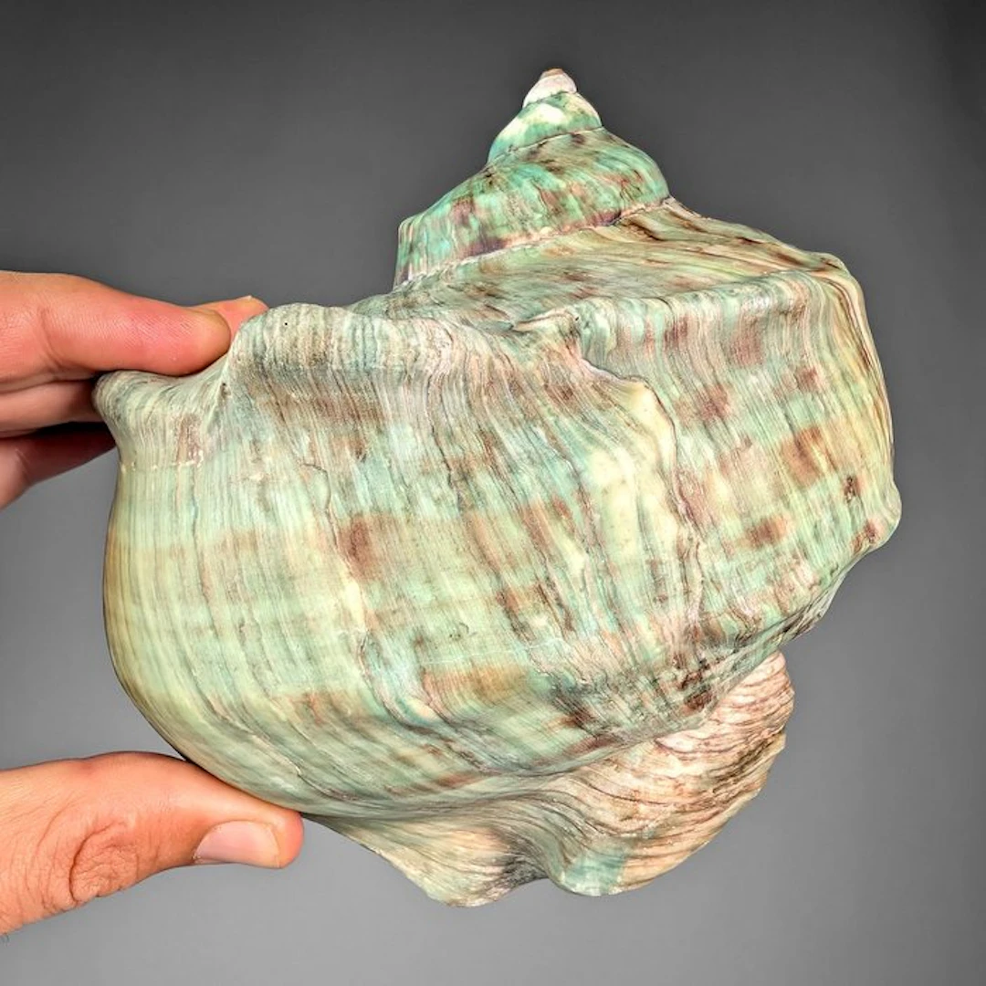 Green Turban shell Sea shell - Turbo marmoratus (No reserve price)