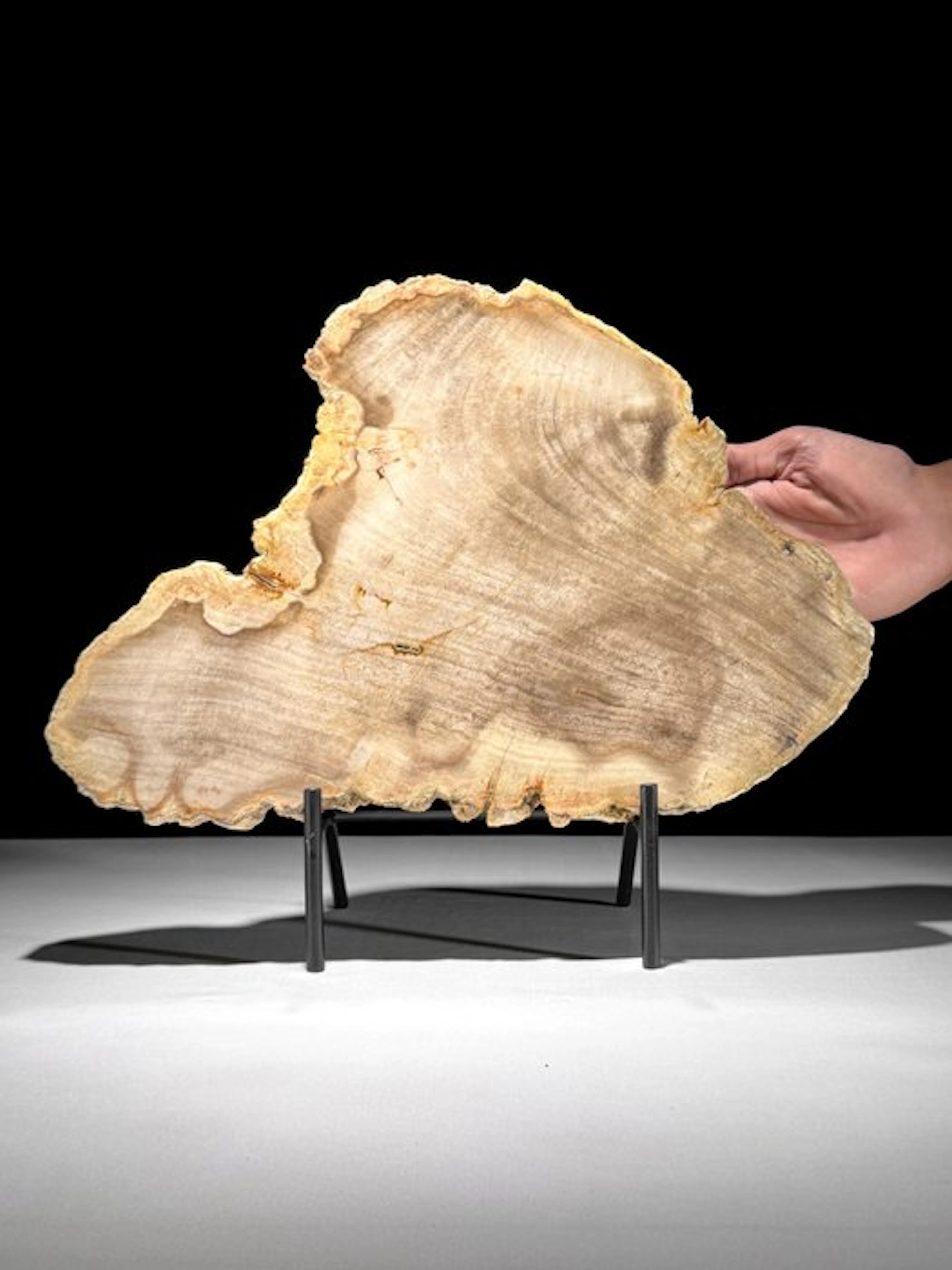 Stunning Slice of Petrified Wood on a custom stand...