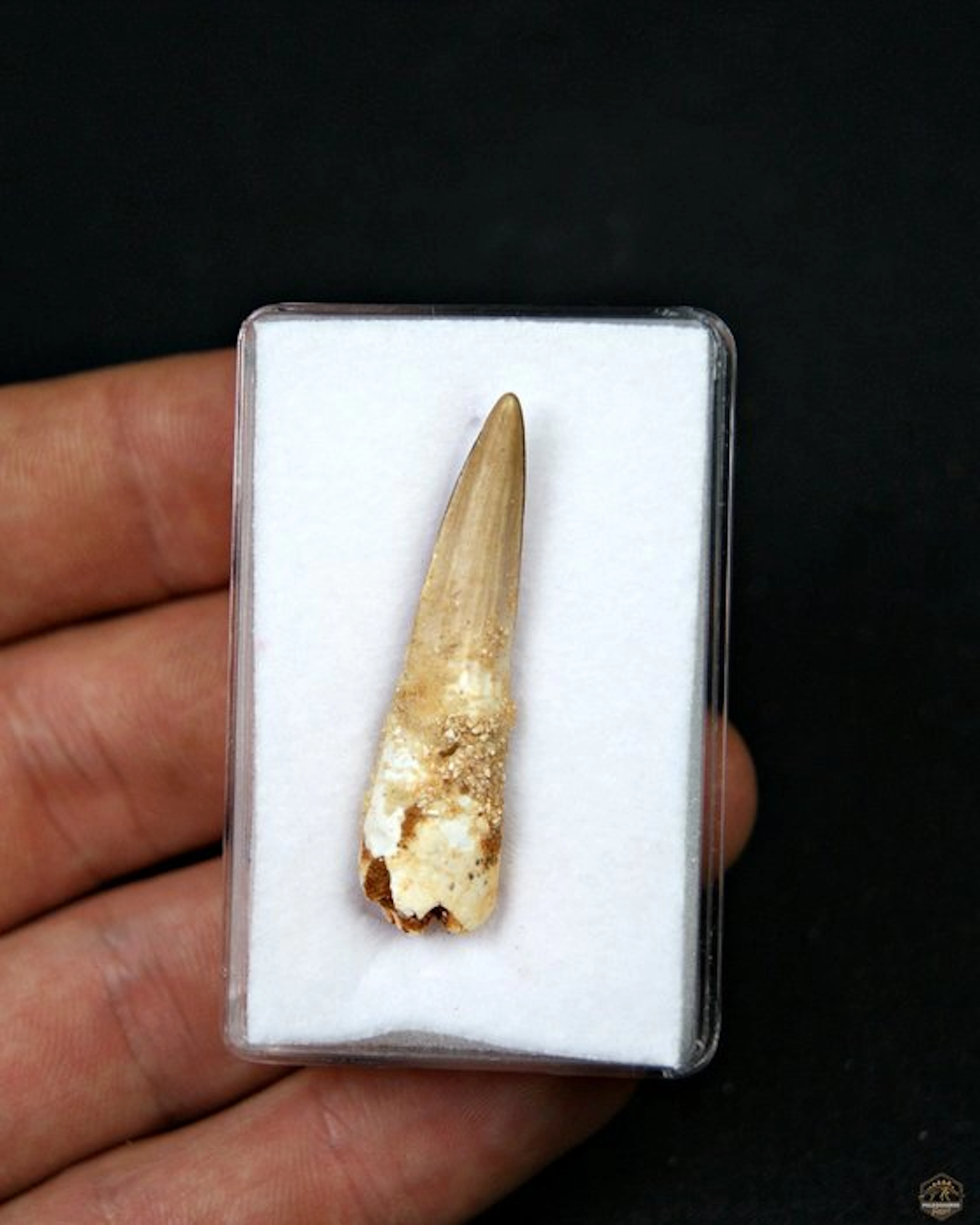 Spinosaur - Fossil tooth - Spinosaurus aegyptiacus (No reserve price)