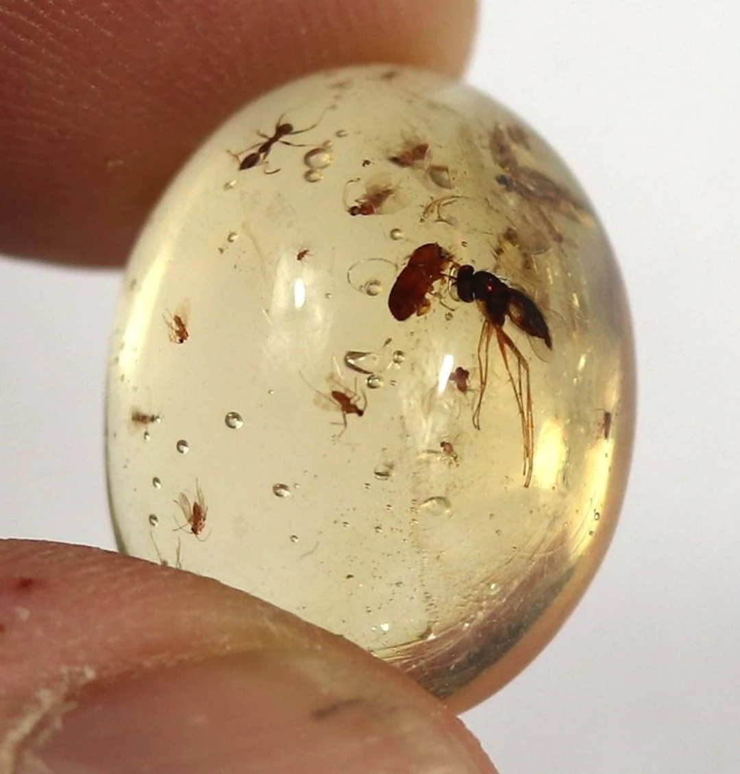 Copal - Amber - Insects ready for a ring or pendant...
