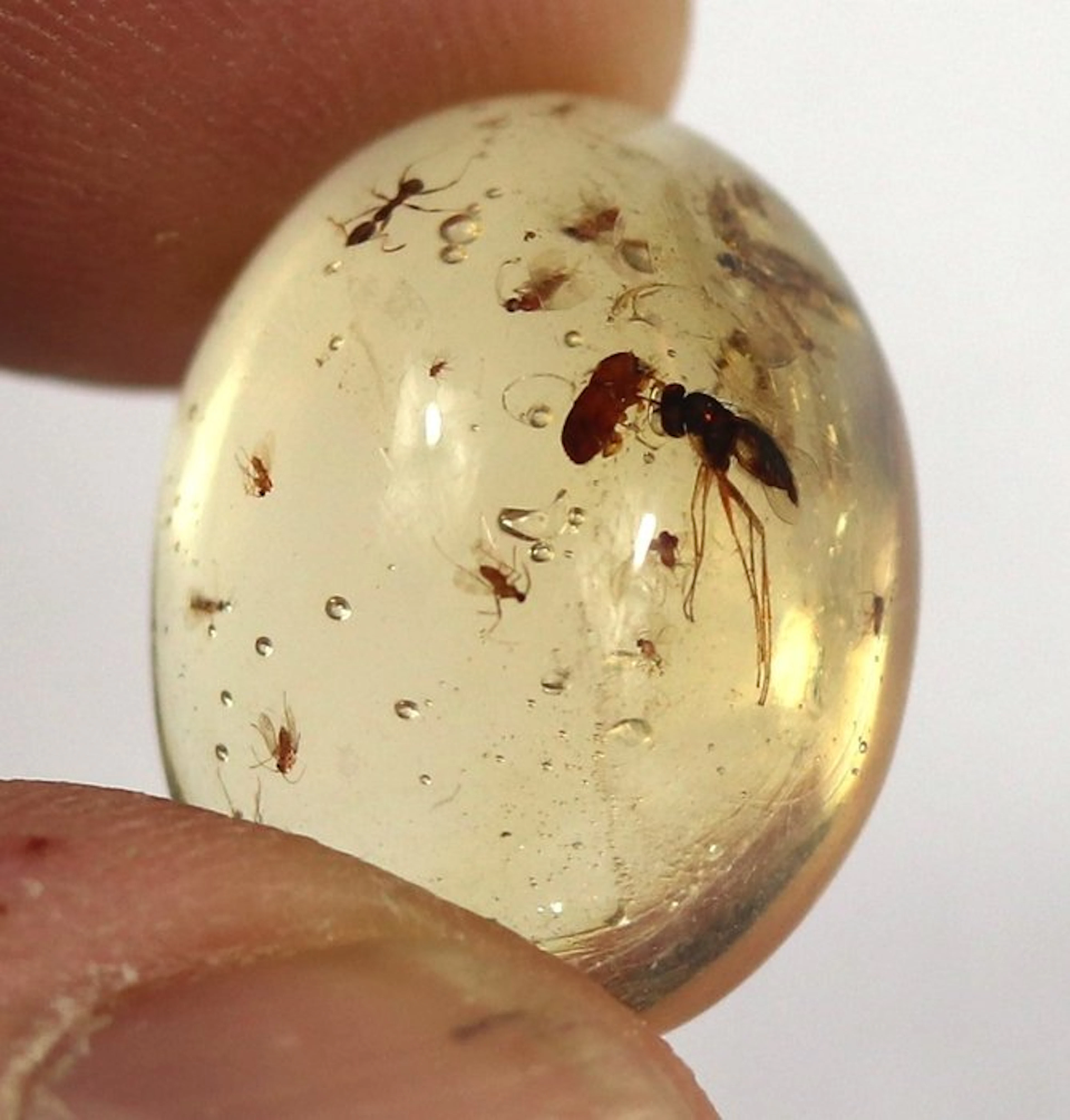 Copal - Amber - Insects ready for a ring or pendant...
