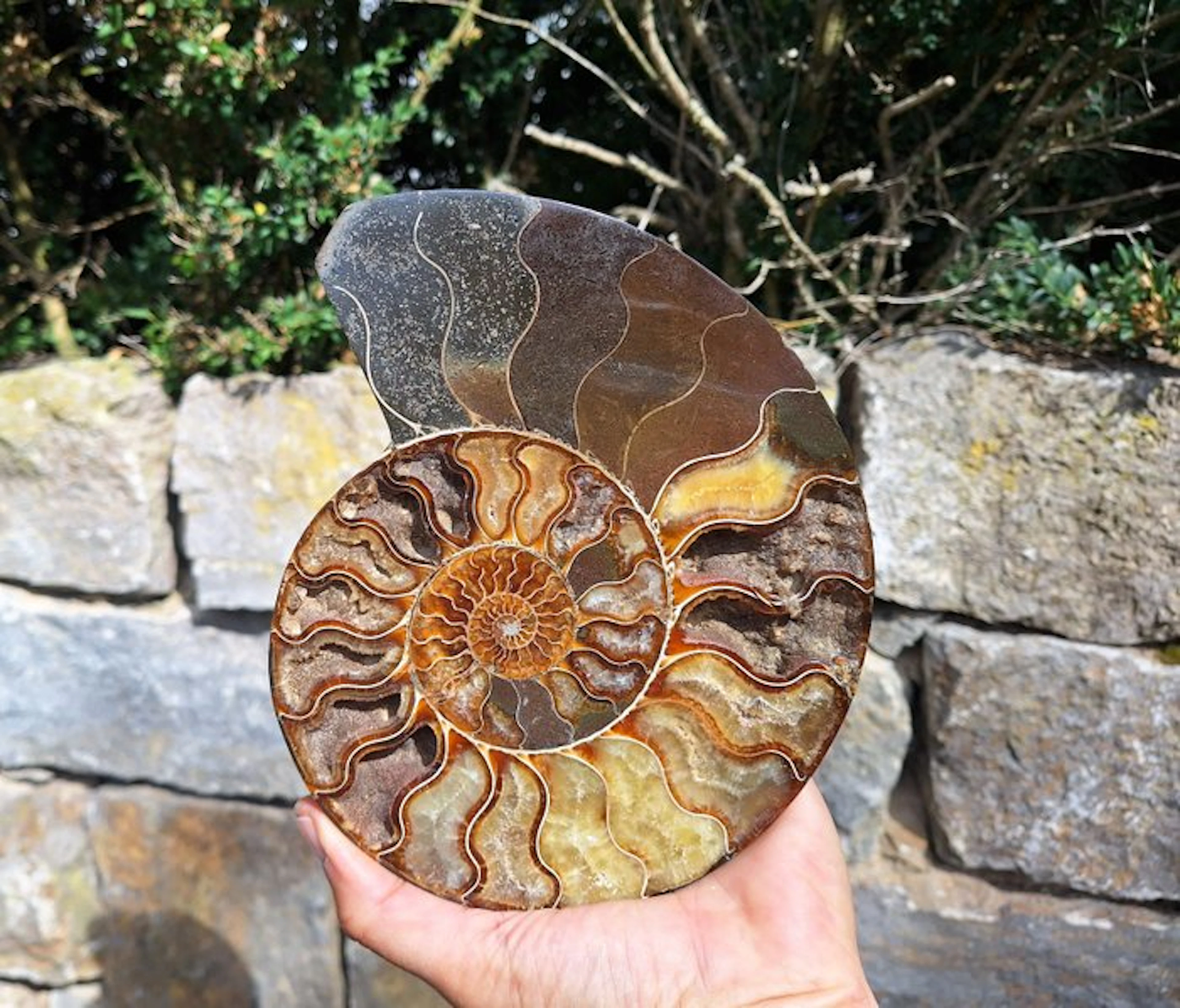 Big Ammonite - Fossilised animal - Aioloceras besairie...