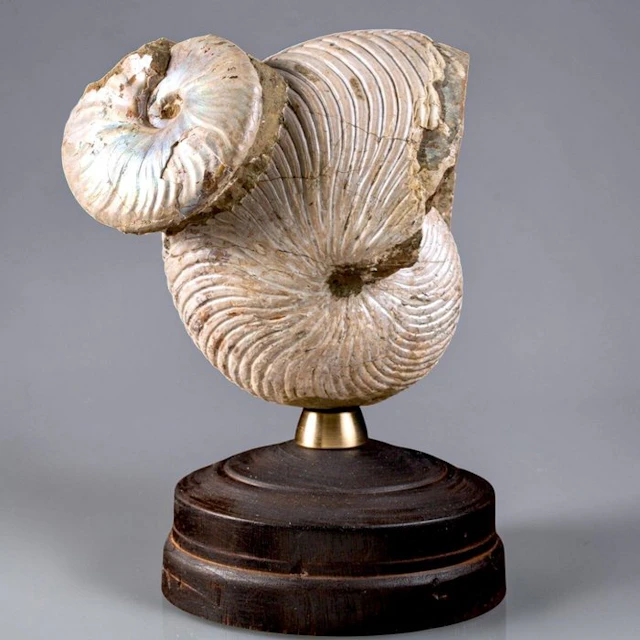 Exquisitely preserved iridescent Nautiloid shell...