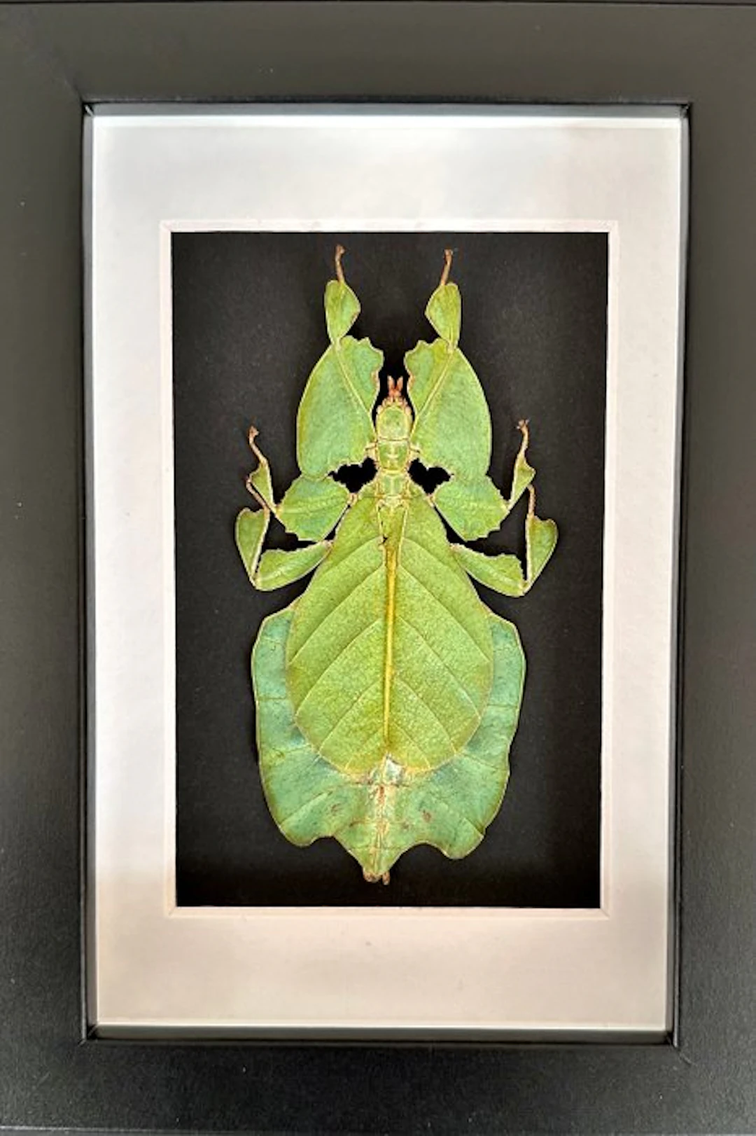 Stick insect Taxidermy full body mount - Phasme Phyllium...