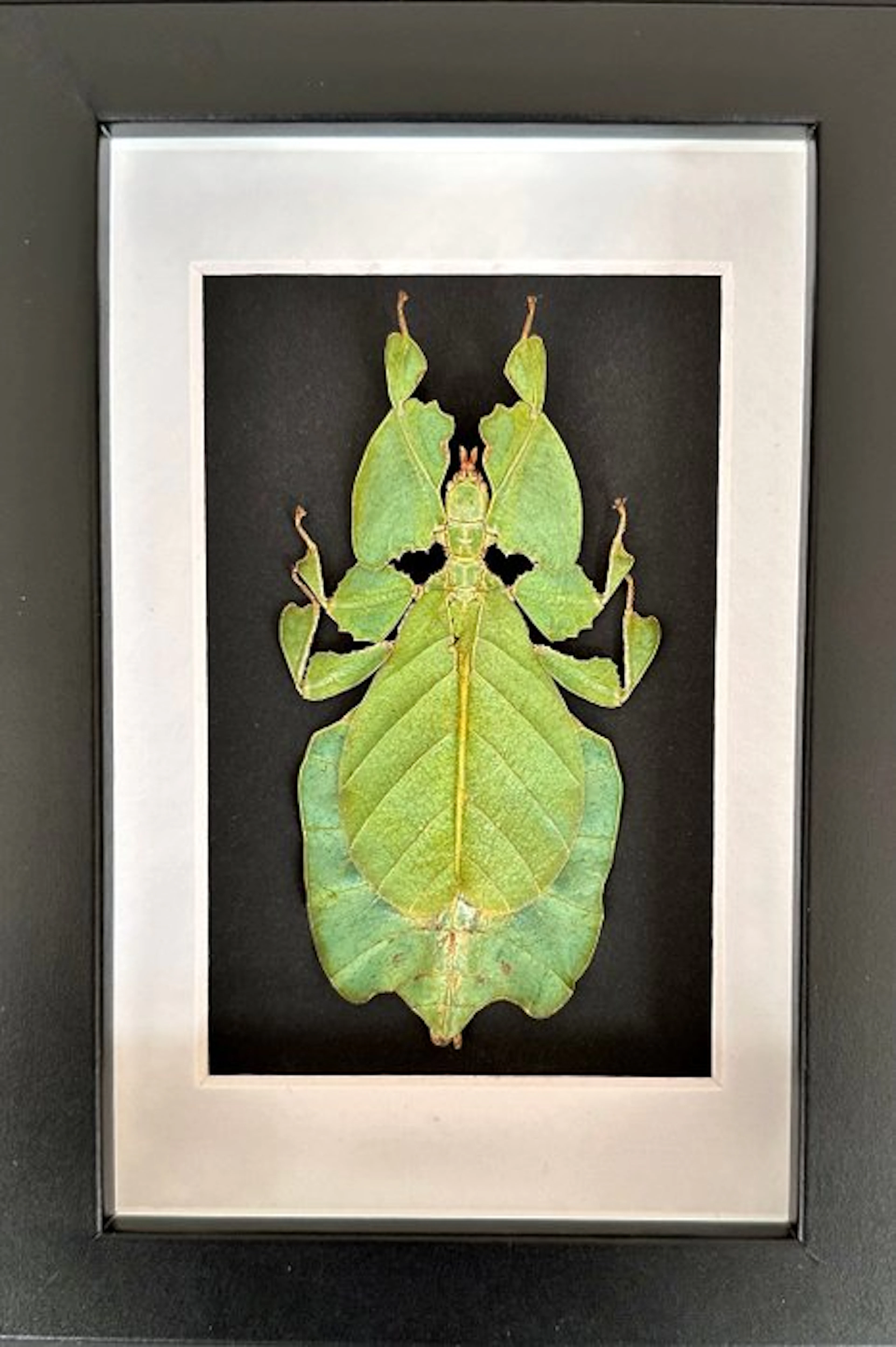 Stick insect Taxidermy full body mount - Phasme Phyllium...