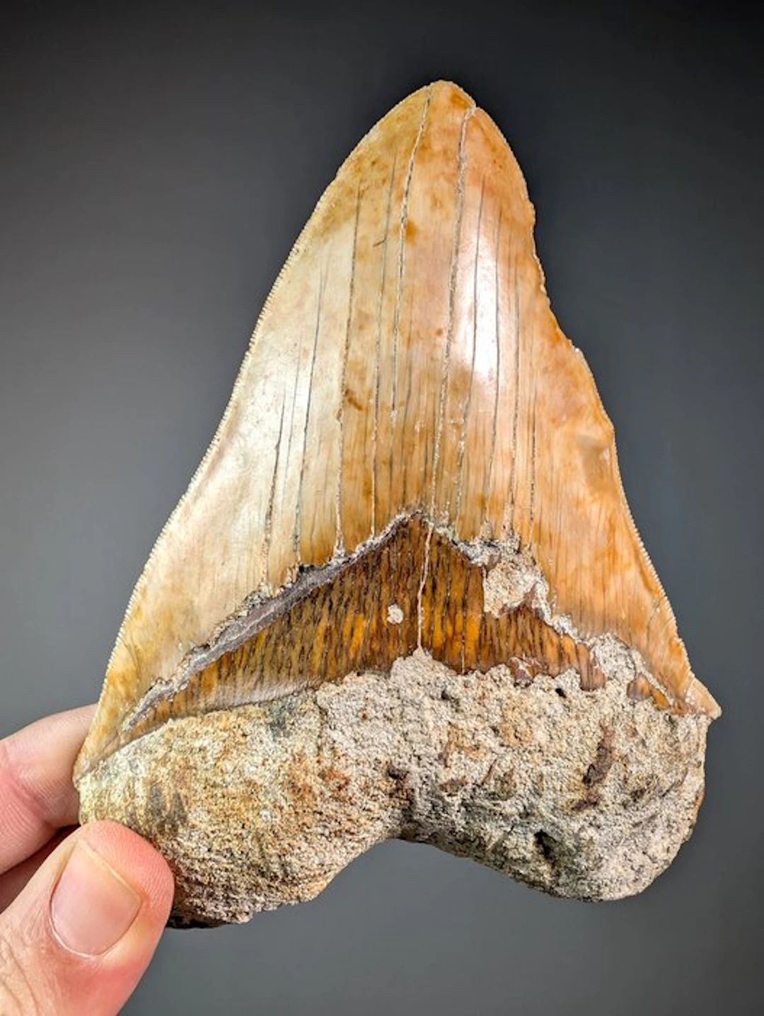 Fine Megalodon Shark Tooth - Fossil tooth - Carcharocles...