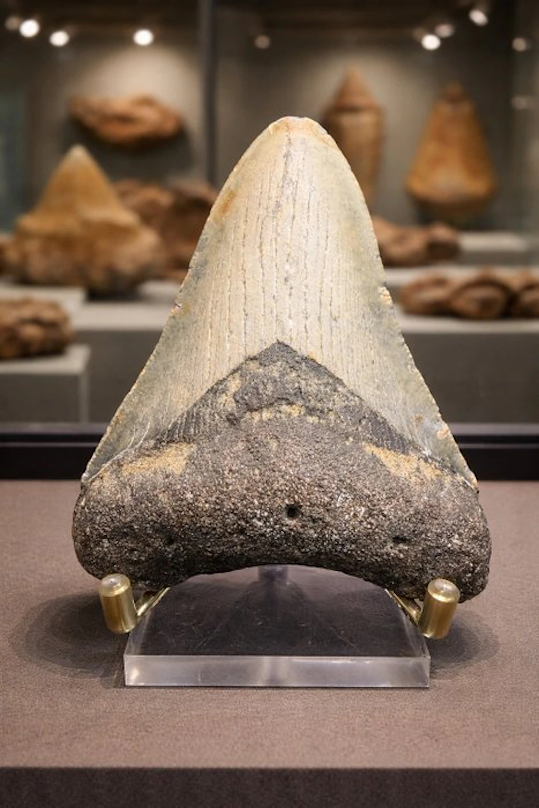 Megalodon - Fossil tooth - Carcharocles megalodon - 10.8 cm