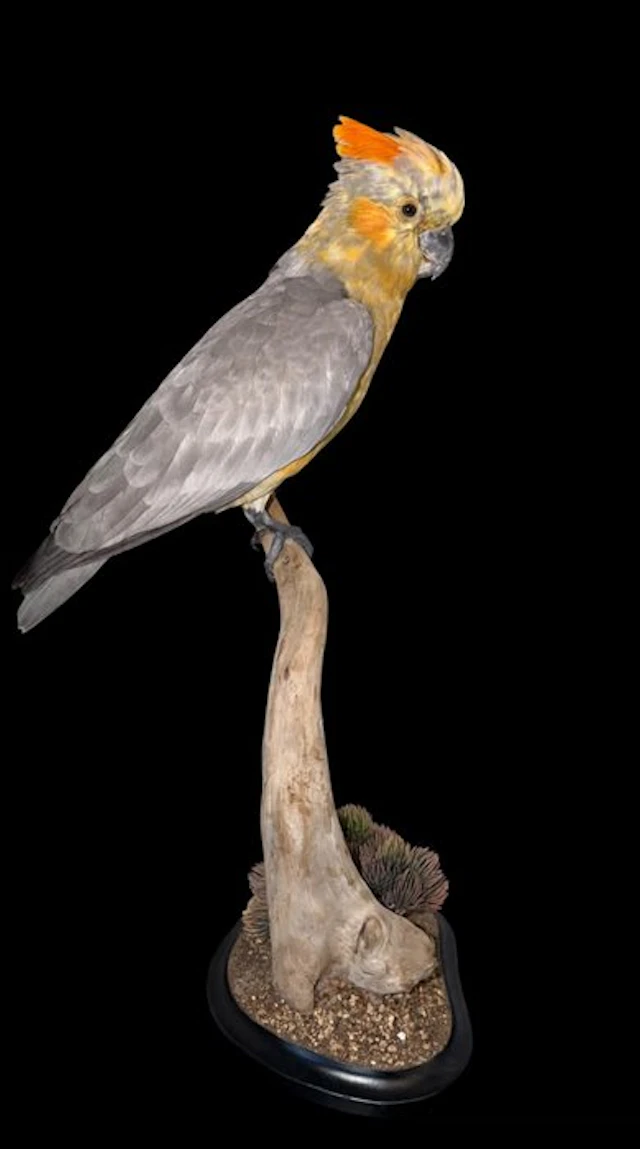 Parrot Taxidermy full body mount - Cacatua galerita...