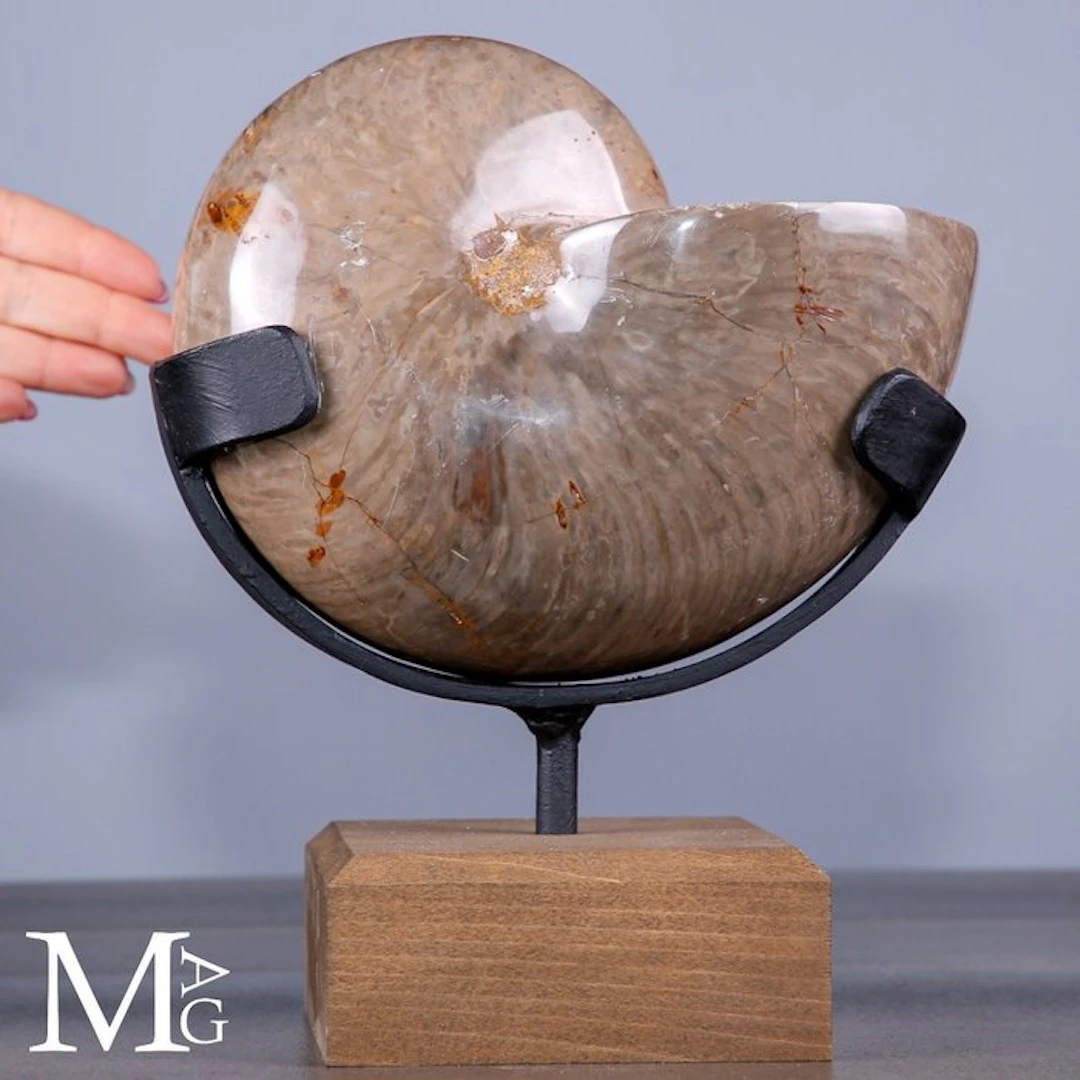 Exquisitely Polished Fossil Nautilus