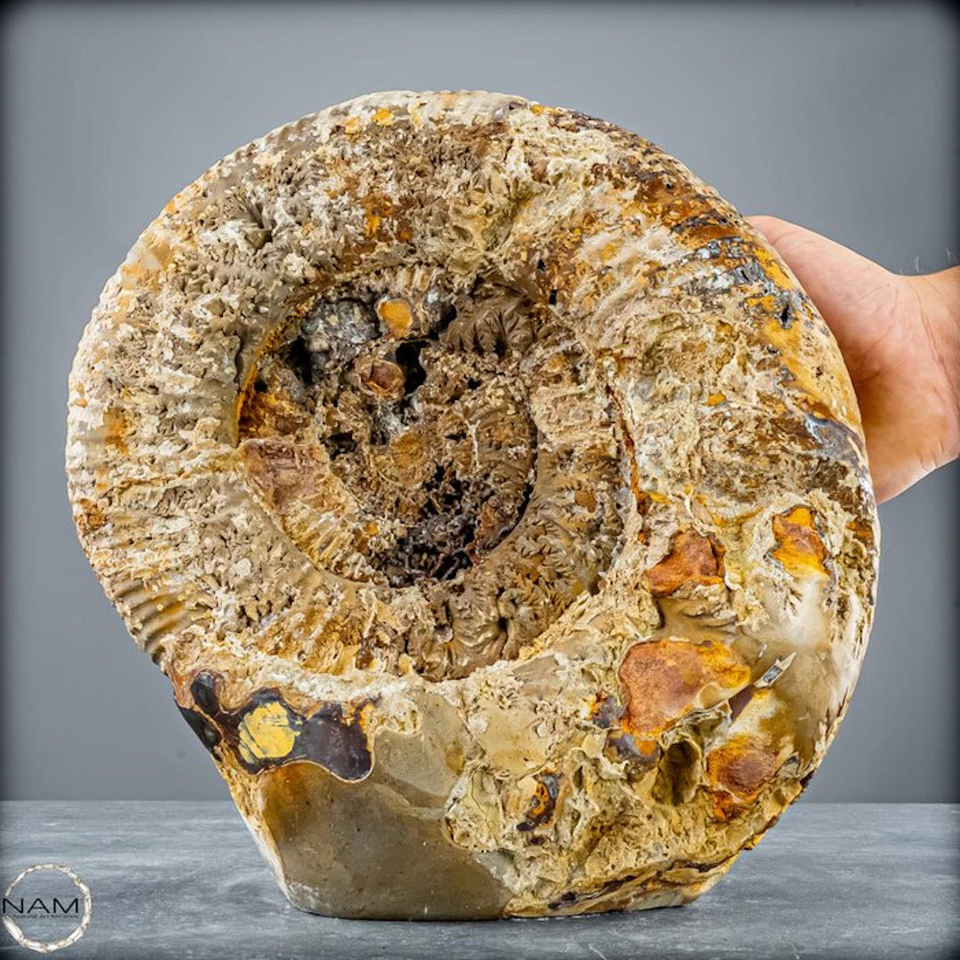 Ammonite Freeform in Septarian Matrix – Fascinating...