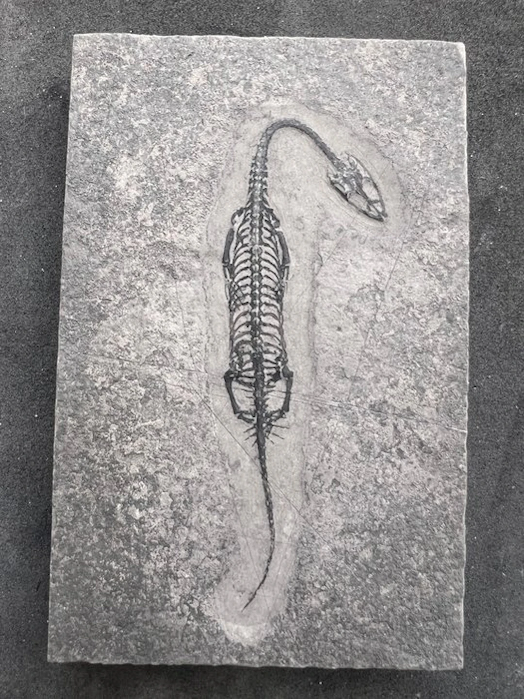 Marine reptile - Fossilised animal - Fossile de...
