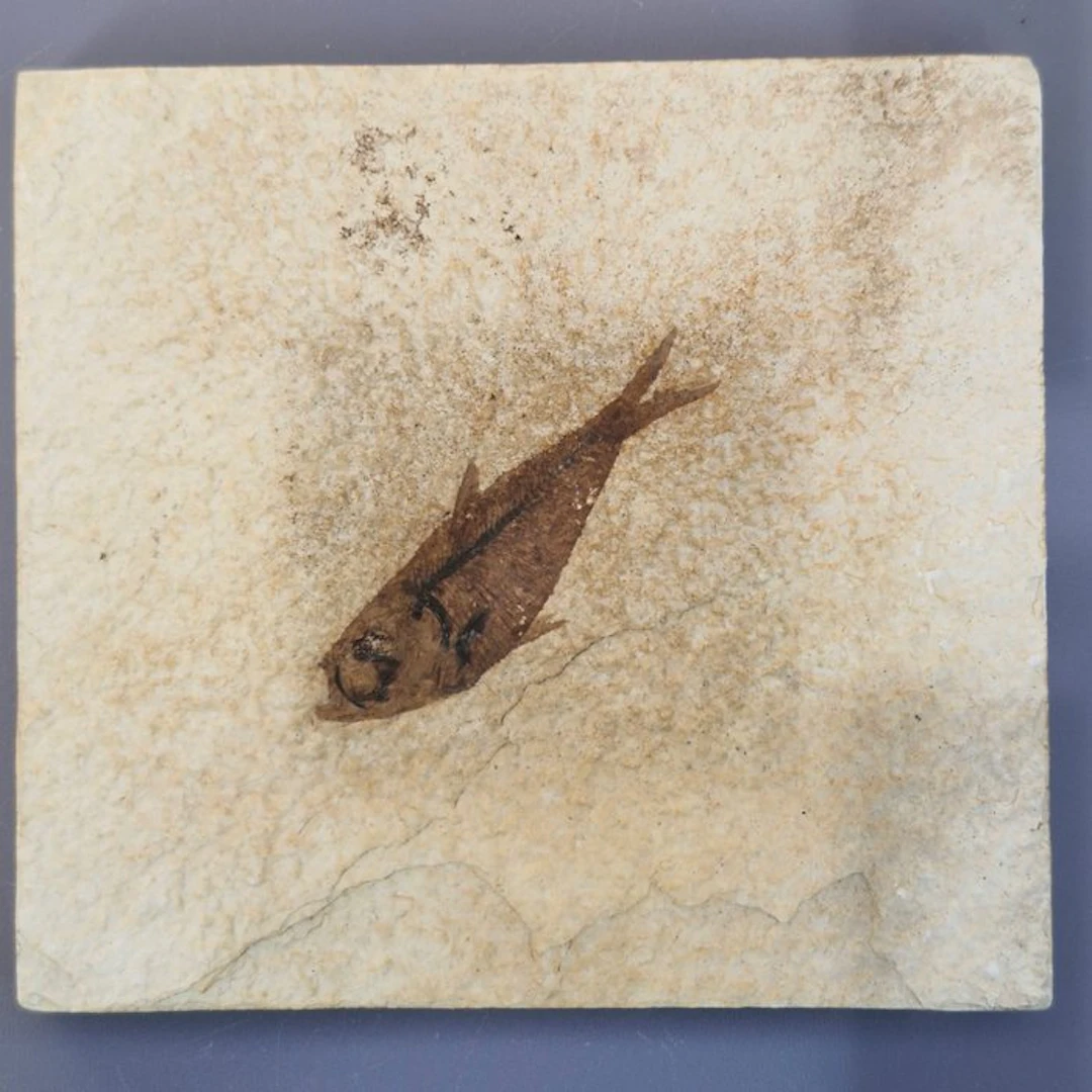 Fish - Fossil mortality plate - Knightia eocaena - 113 mm...