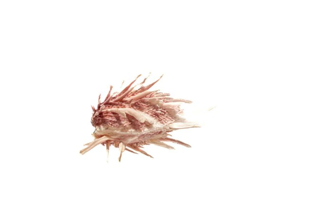 Spondylus wrightianus (65mm) | Flawless Splendid Spiny...