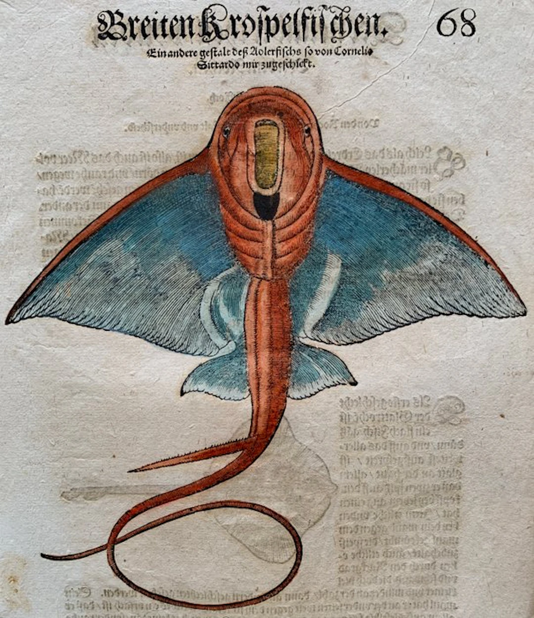Conrad Gesner - Nomenclator aquatilium animantium - 1560
