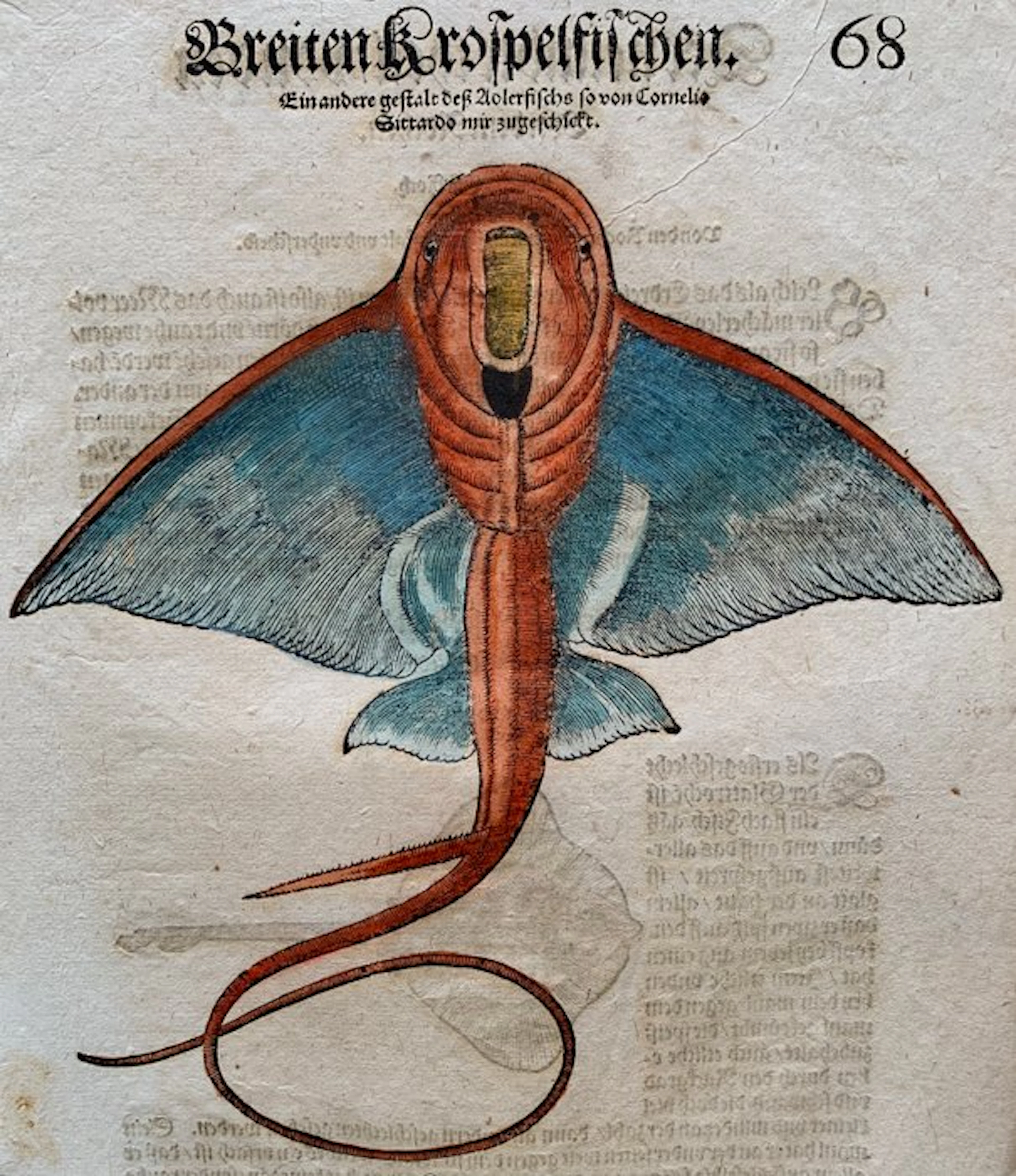 Conrad Gesner - Nomenclator aquatilium animantium - 1560