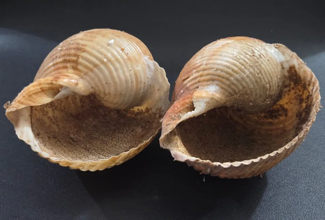 Rare Phenomenon of Fossilized Spawning / Marine...