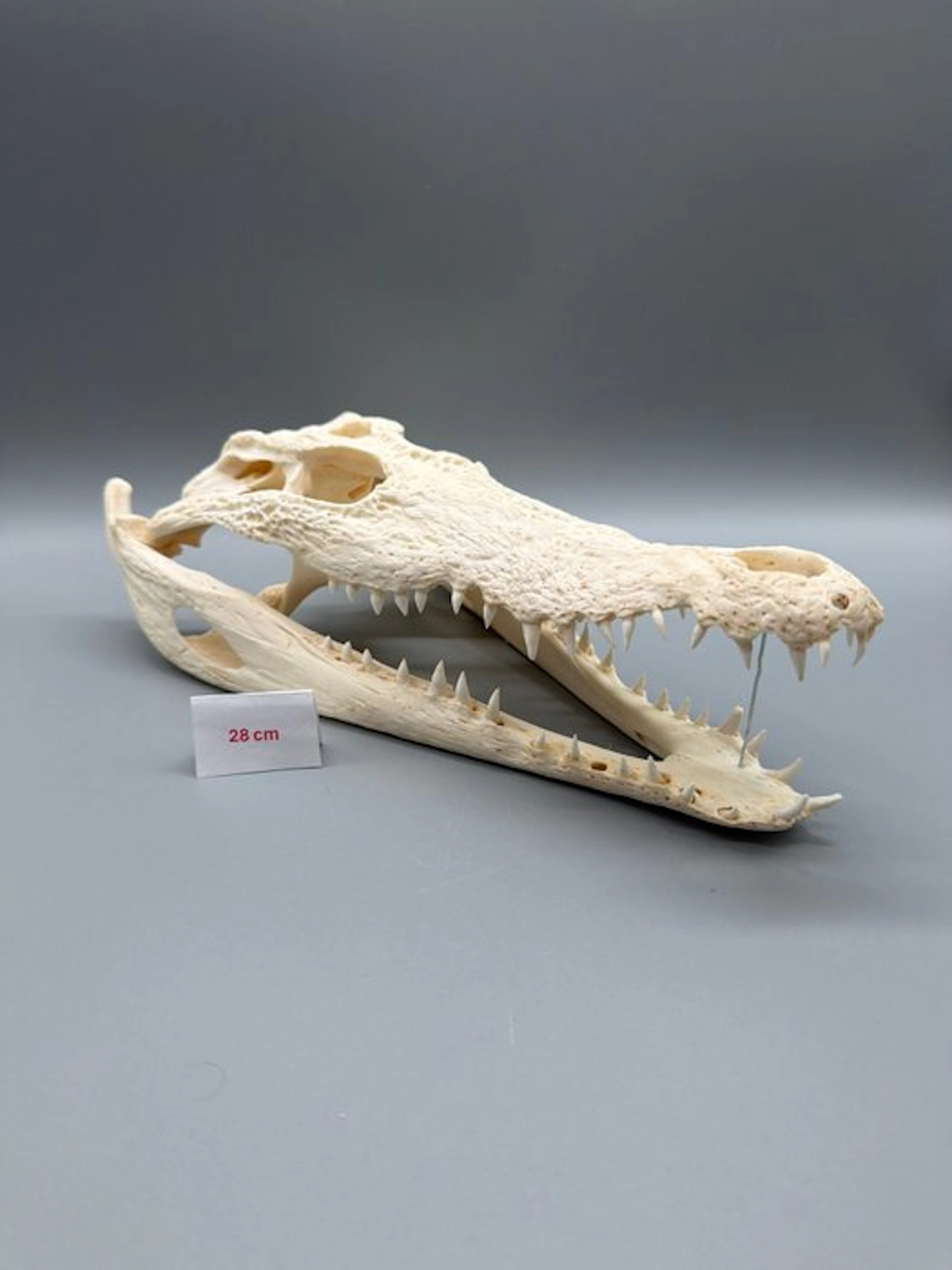 Nile Crocodile Reptile skull - Crocodylus niloticus - 6...