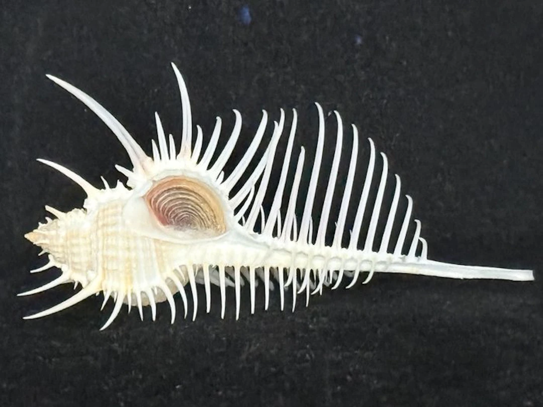 Sea Snail Sea shell - S-611 MUREX PECTEN (No reserve price)