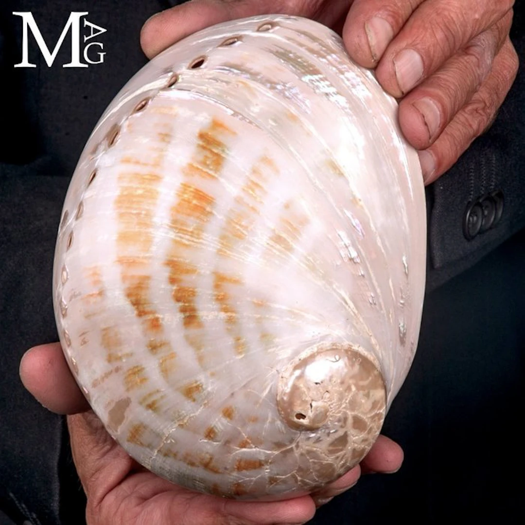 Mother of Pearl Abalone Shell - Haliotis rubra –...