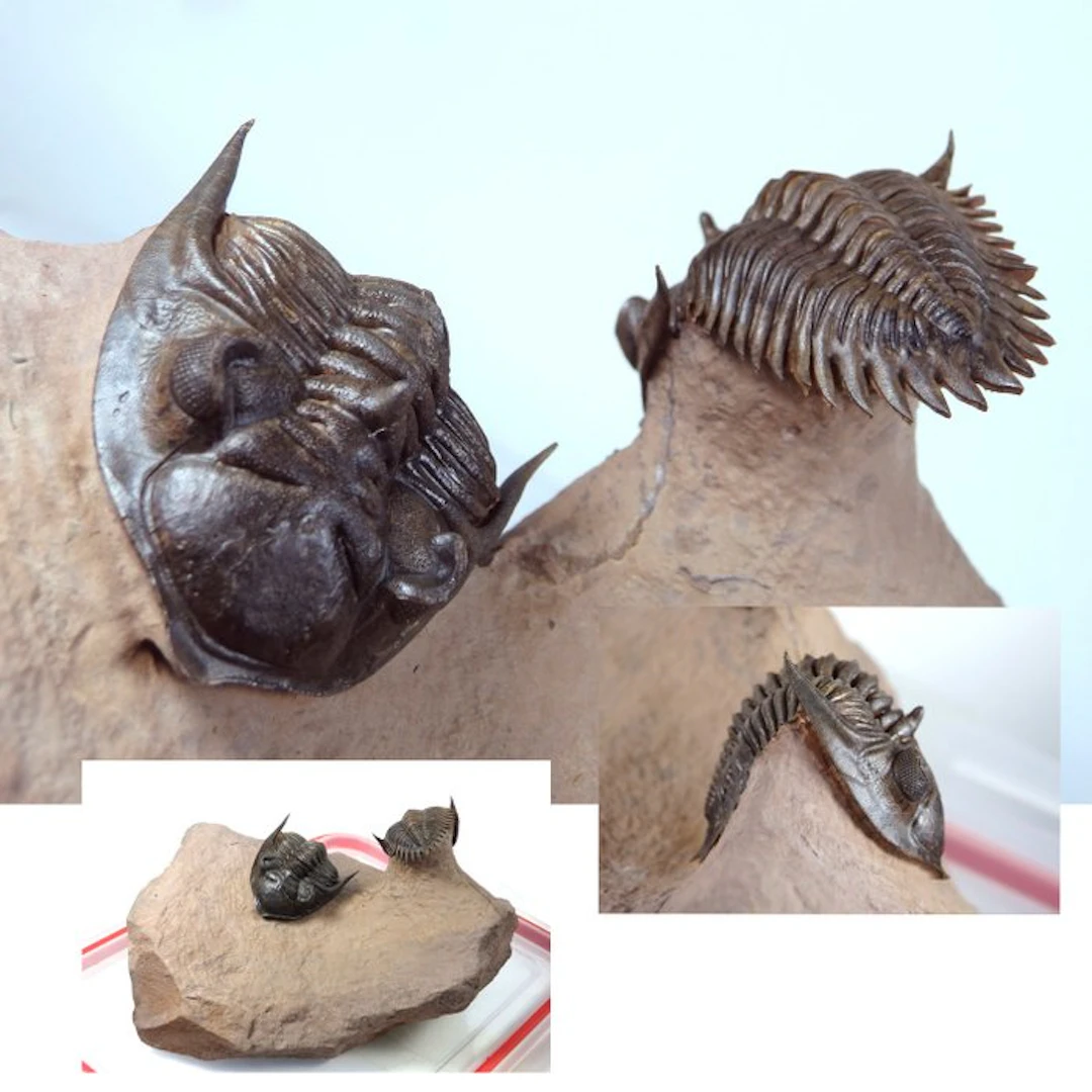 Spiny Trilobite - Fossil carapace - Metacanthina...
