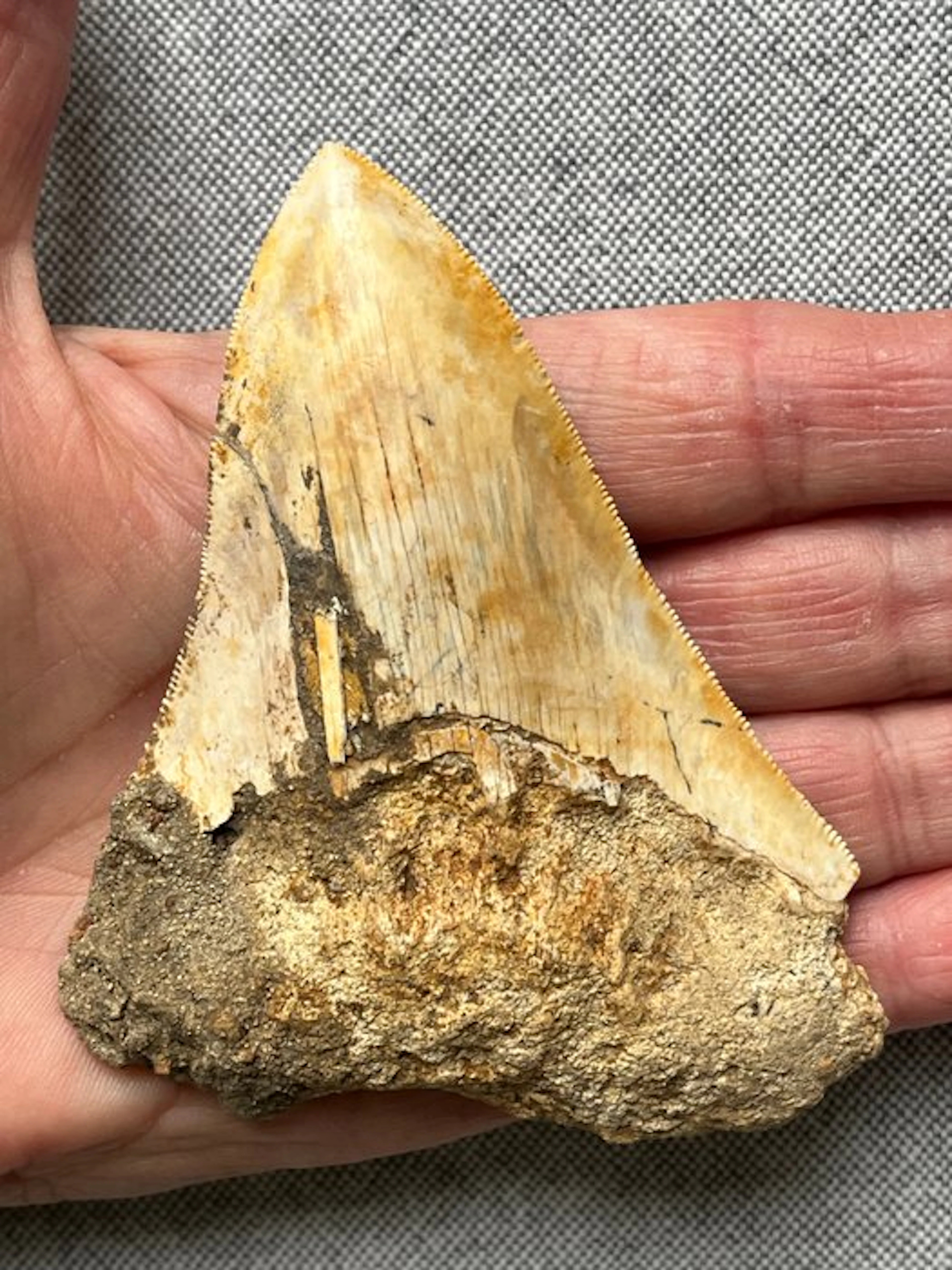 Megalodon tooth 10,2 cm - Fossil tooth - Carcharocles...