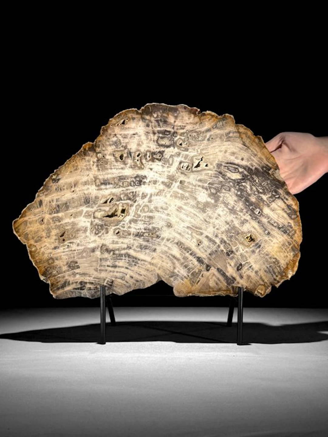 C - Wonderful Slice of Petrified Wood on a custom stand...