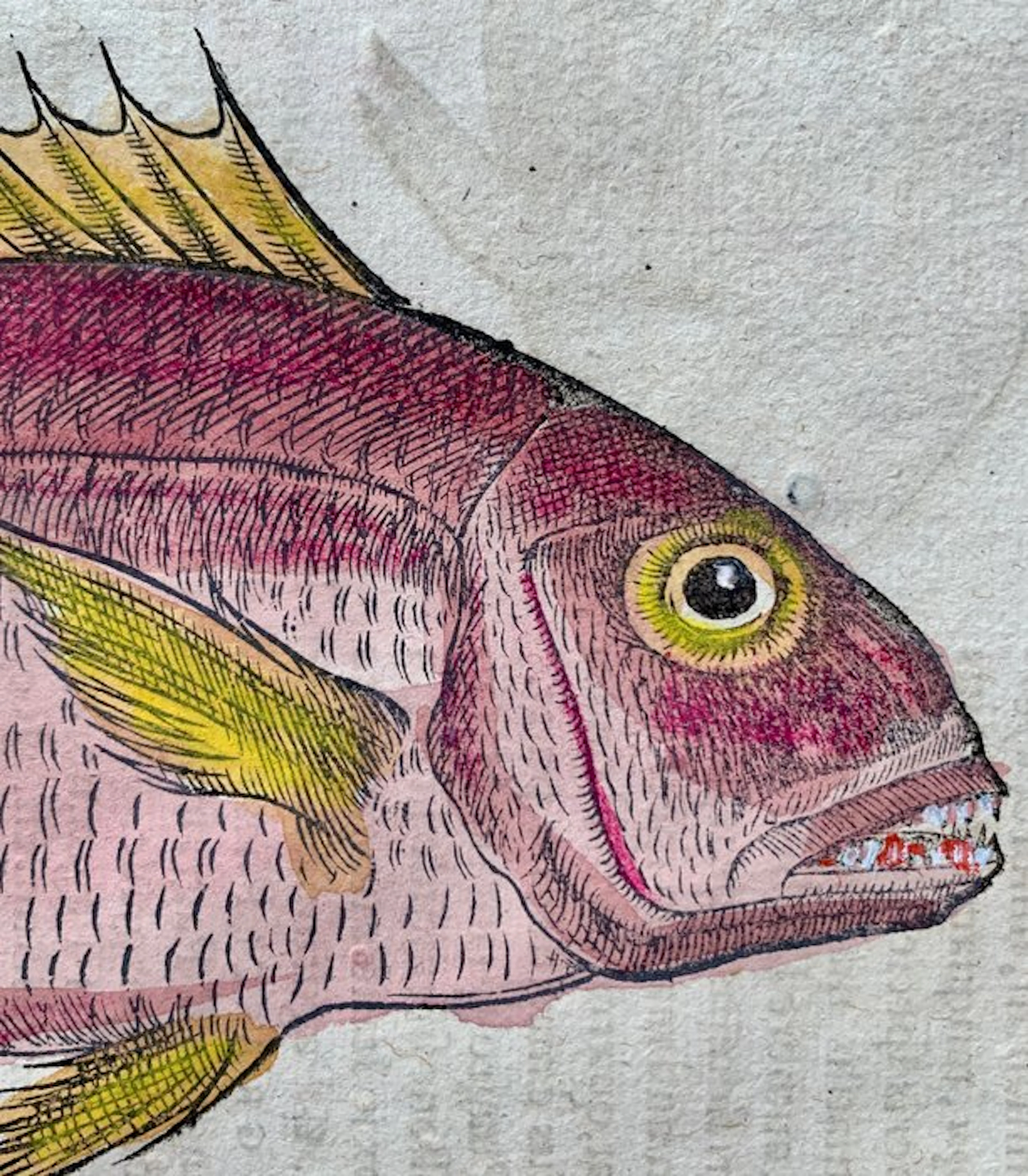 Conrad Gesner - Nomenclator aquatilium animantium - 1560