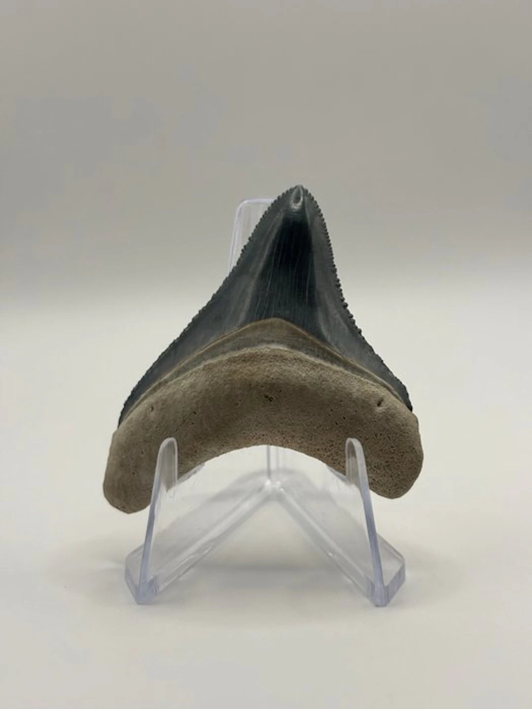 Megalodon - Fossil tooth - Otodus Megalodon - 5.37 cm