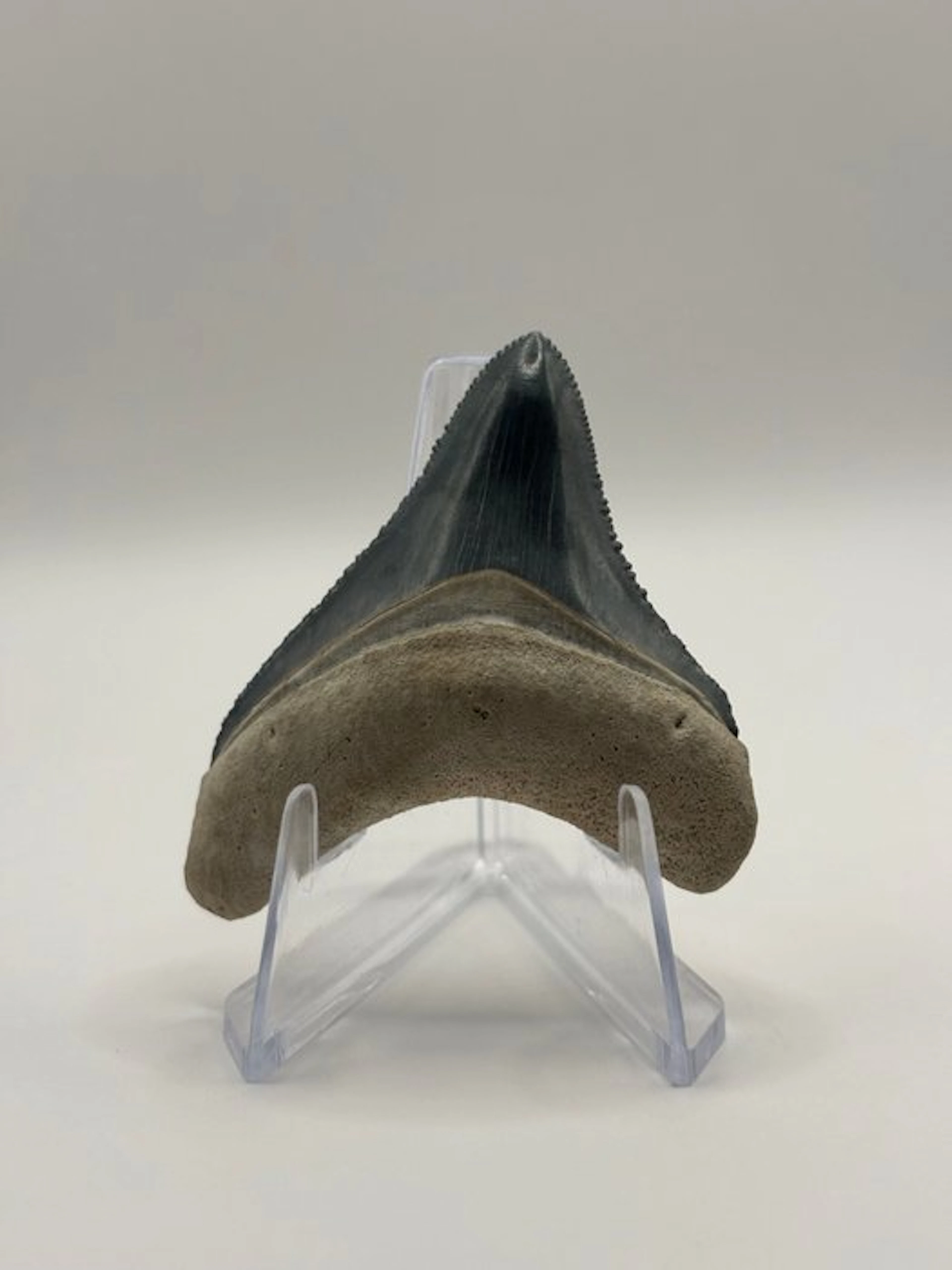 Megalodon - Fossil tooth - Otodus Megalodon - 5.37 cm